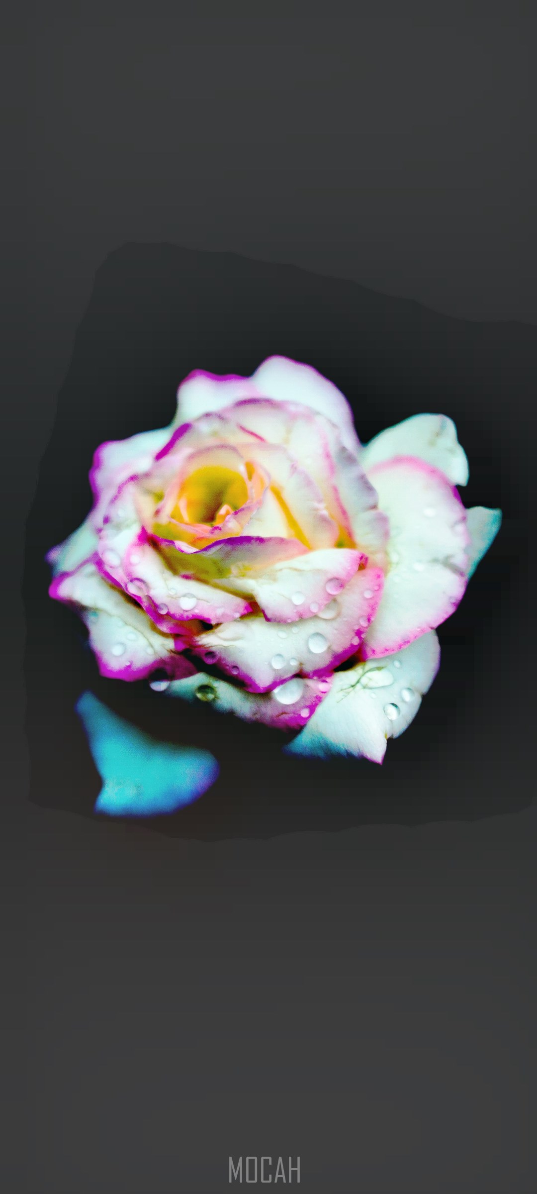 Close-up of a white and pink rose with water droplets HD Phone Wallpaper