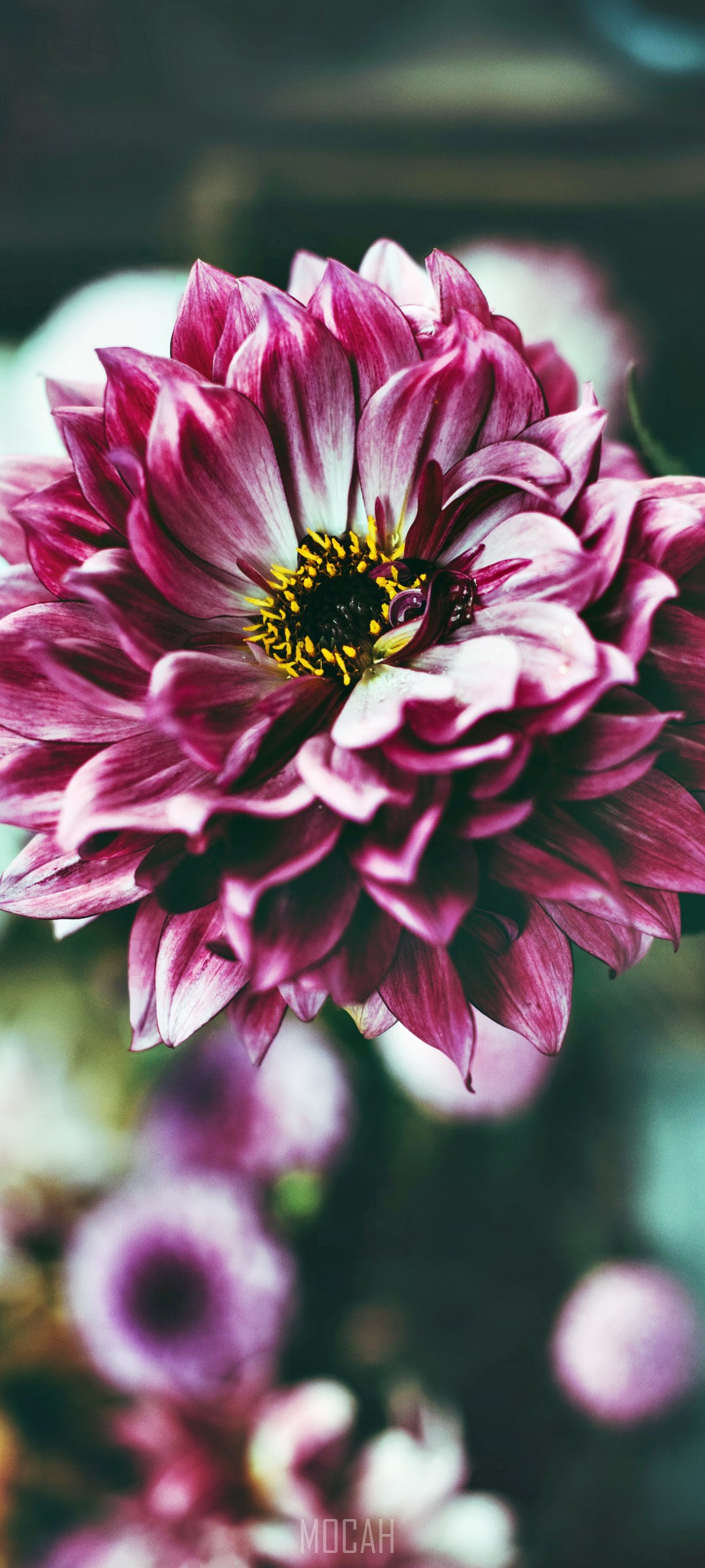 Pink Dahlia Flower with Yellow Center HD Phone Wallpaper