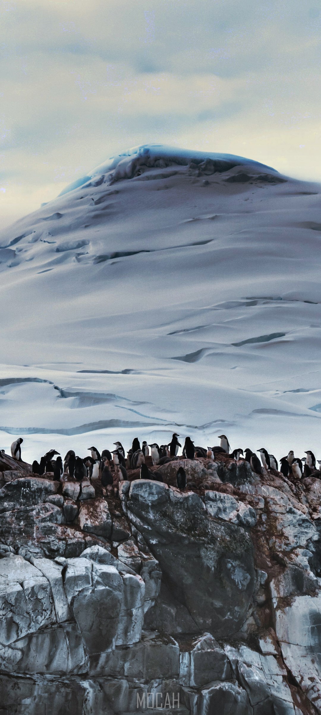 Penguins on a rocky outcrop with a snowy mountain backdrop HD Phone Wallpaper