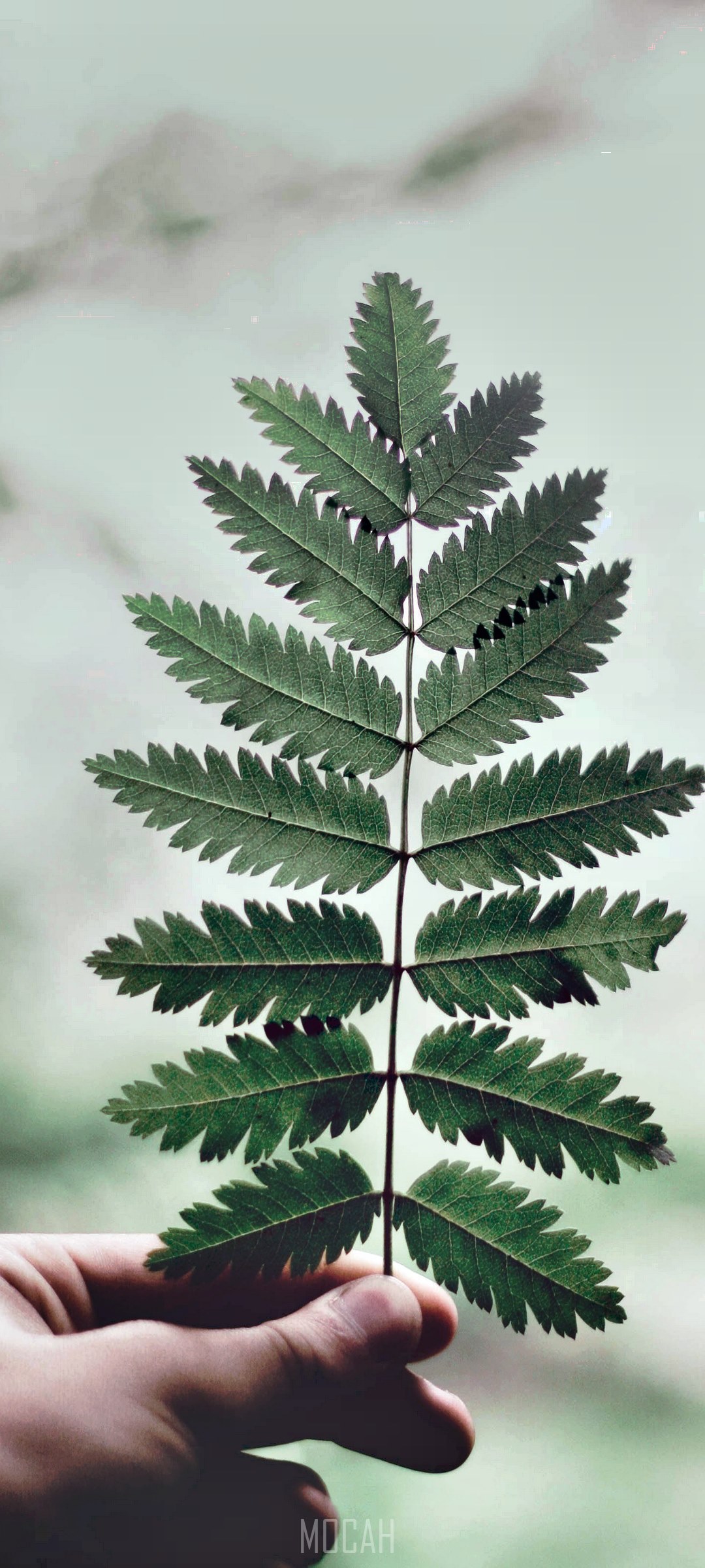 Hand holding a green fern leaf HD Phone Wallpaper