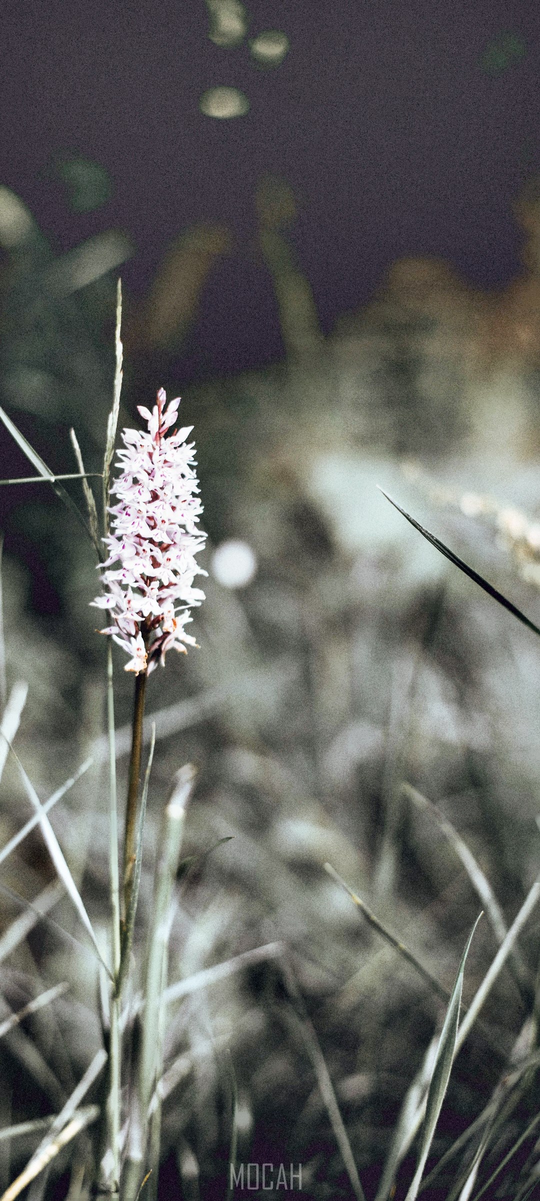 White flower in tall grass HD Phone Wallpaper
