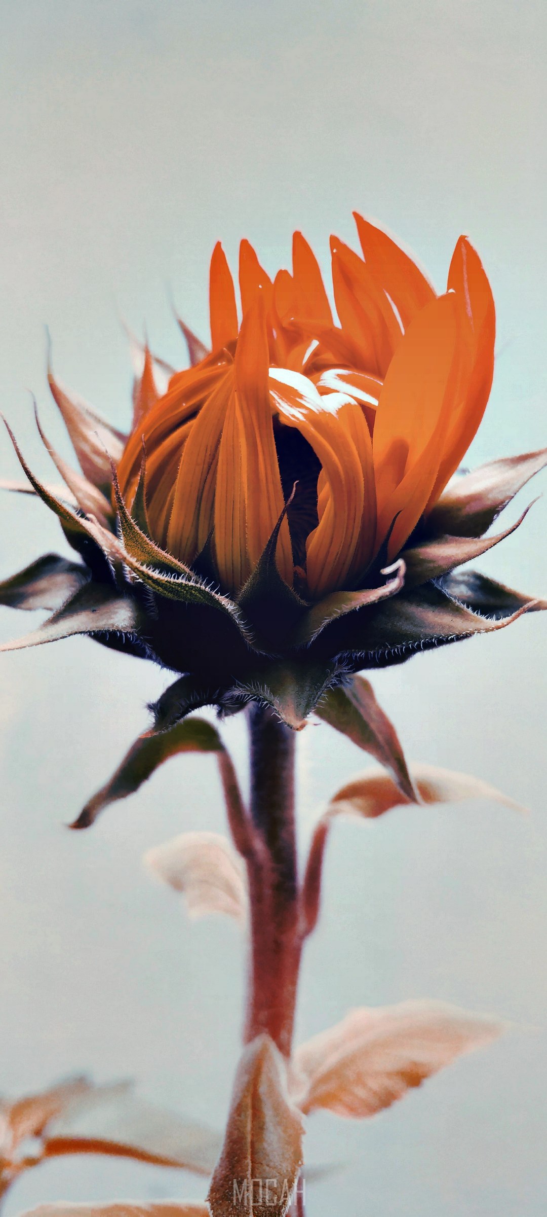 Sunflower bud with orange petals HD Phone Wallpaper