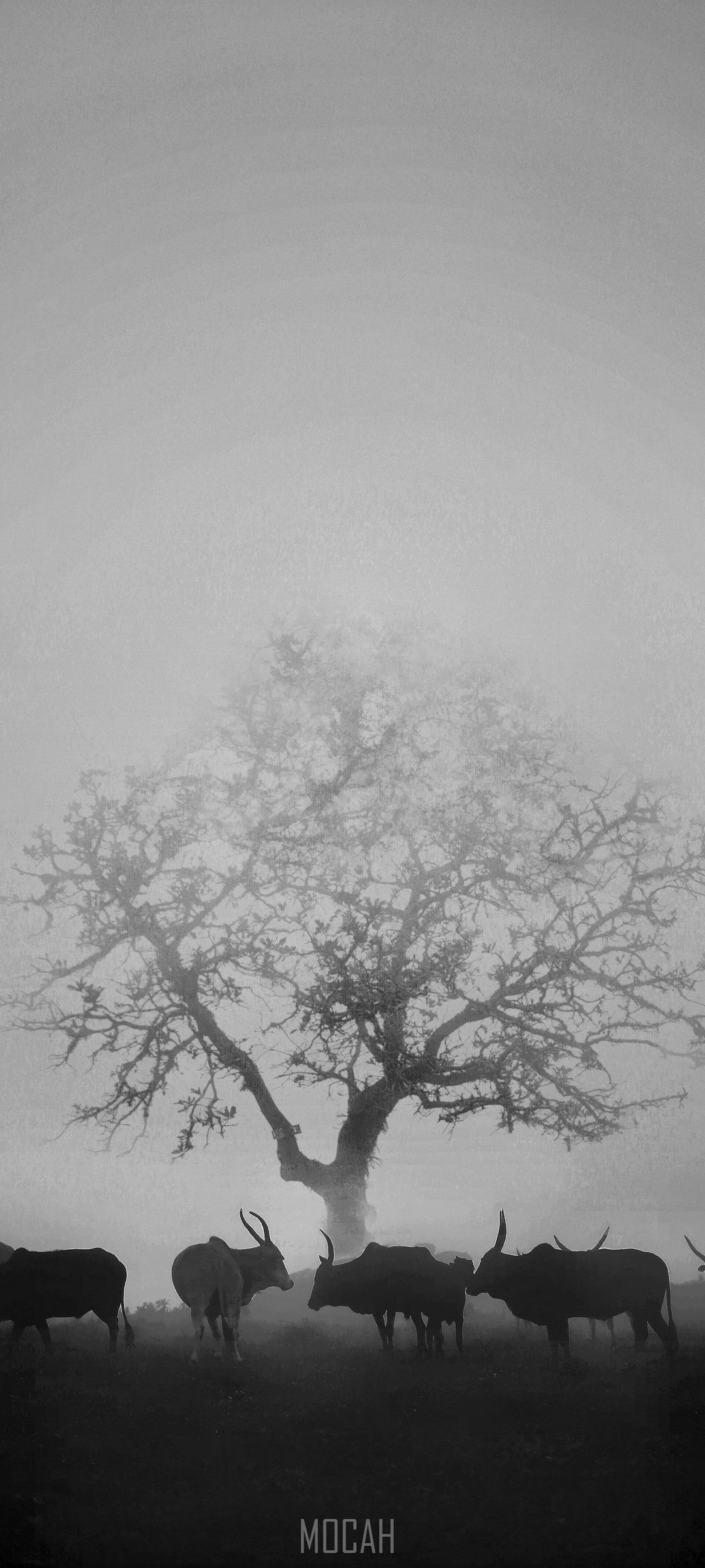 Cows and a tree in the fog HD Phone Wallpaper