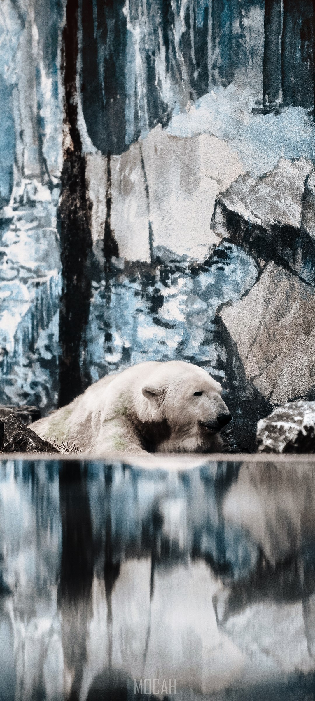 Polar bear resting by the water HD Phone Wallpaper