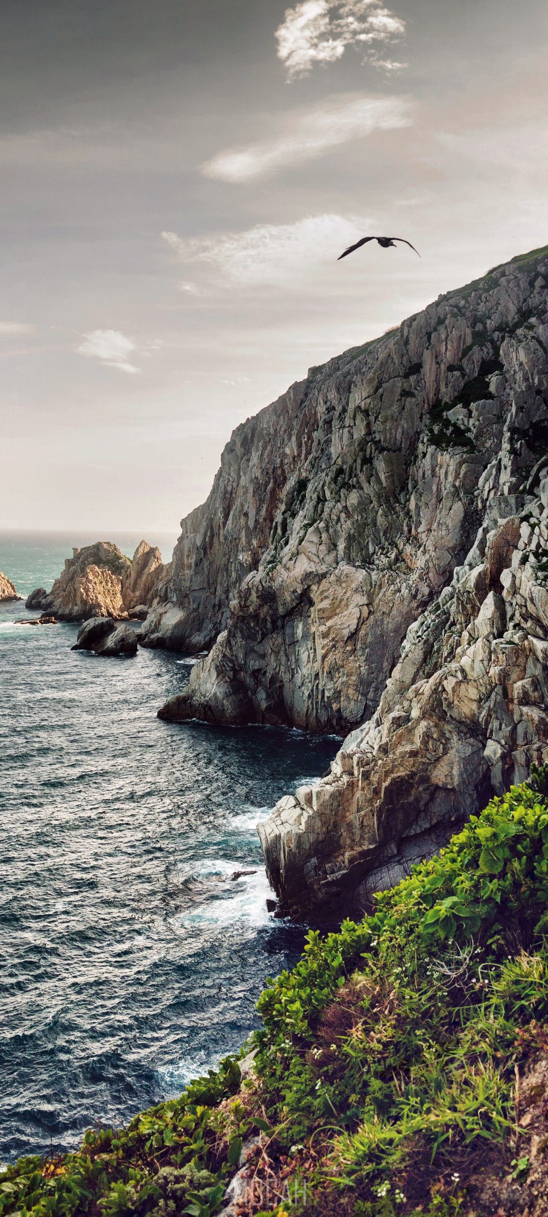 Rocky coastline with a bird flying over the ocean HD Phone Wallpaper