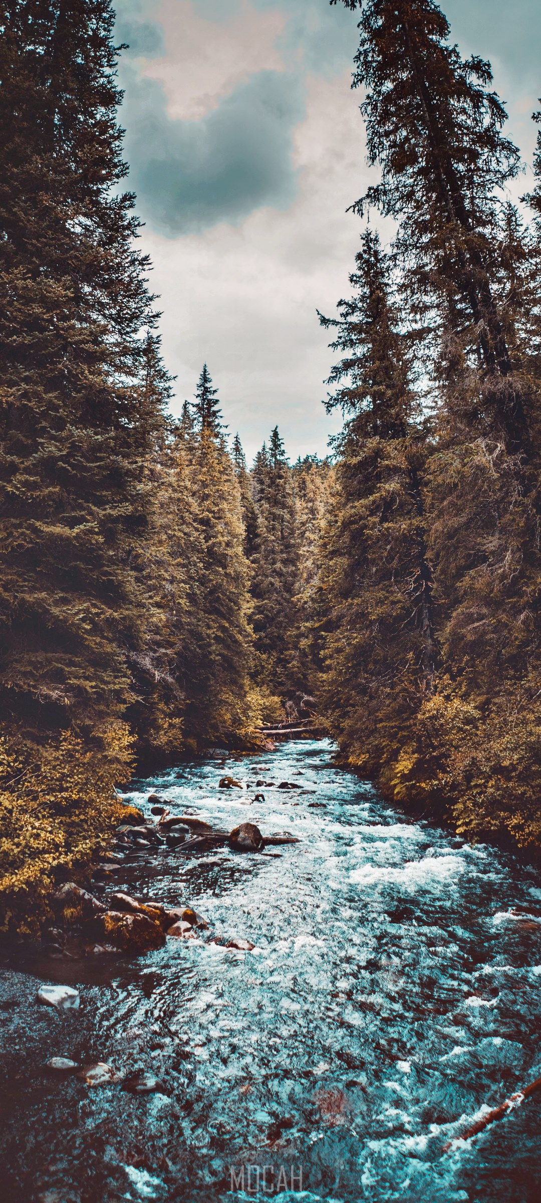 Winner Creek Flowing Through Forest HD Phone Wallpaper
