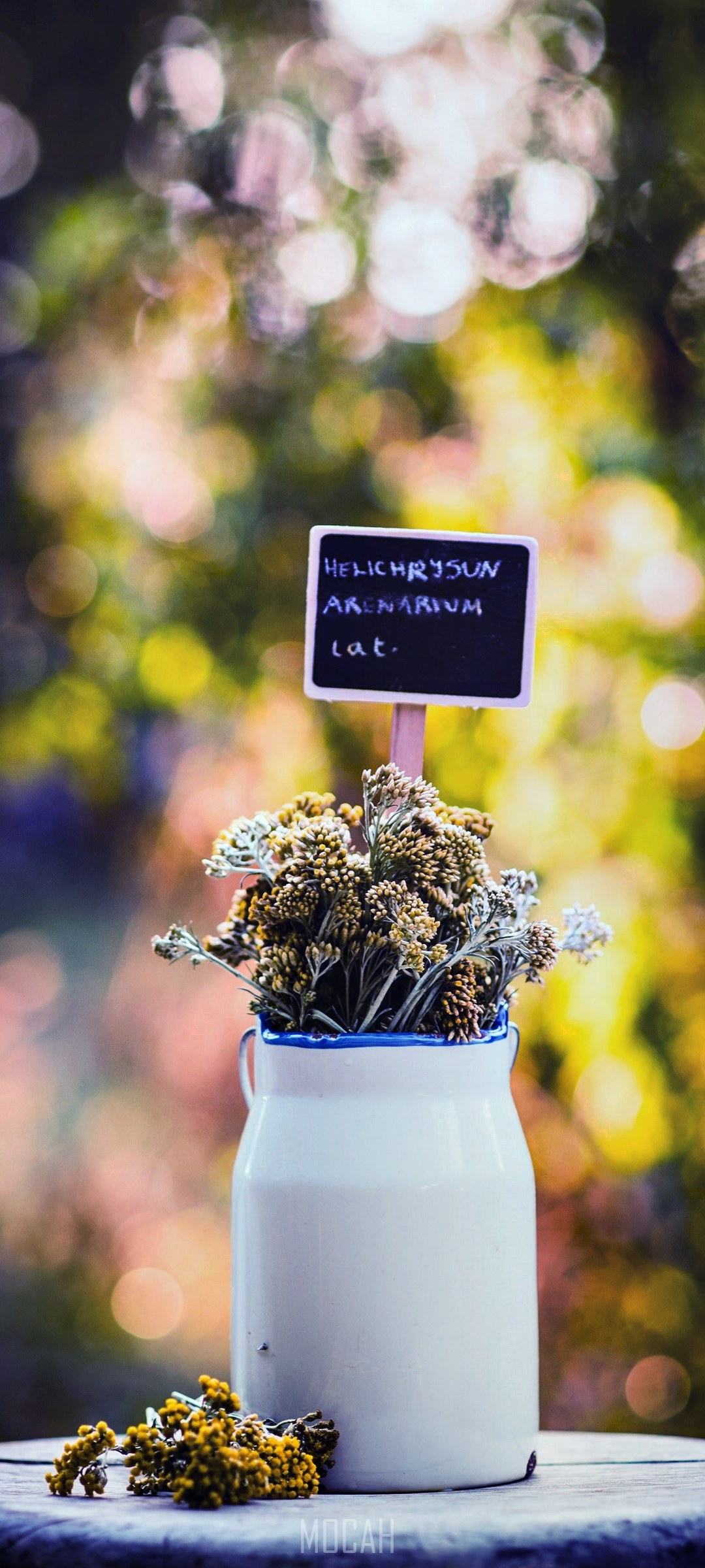 Helichrysum arenarium flowers in a white vase HD Phone Wallpaper