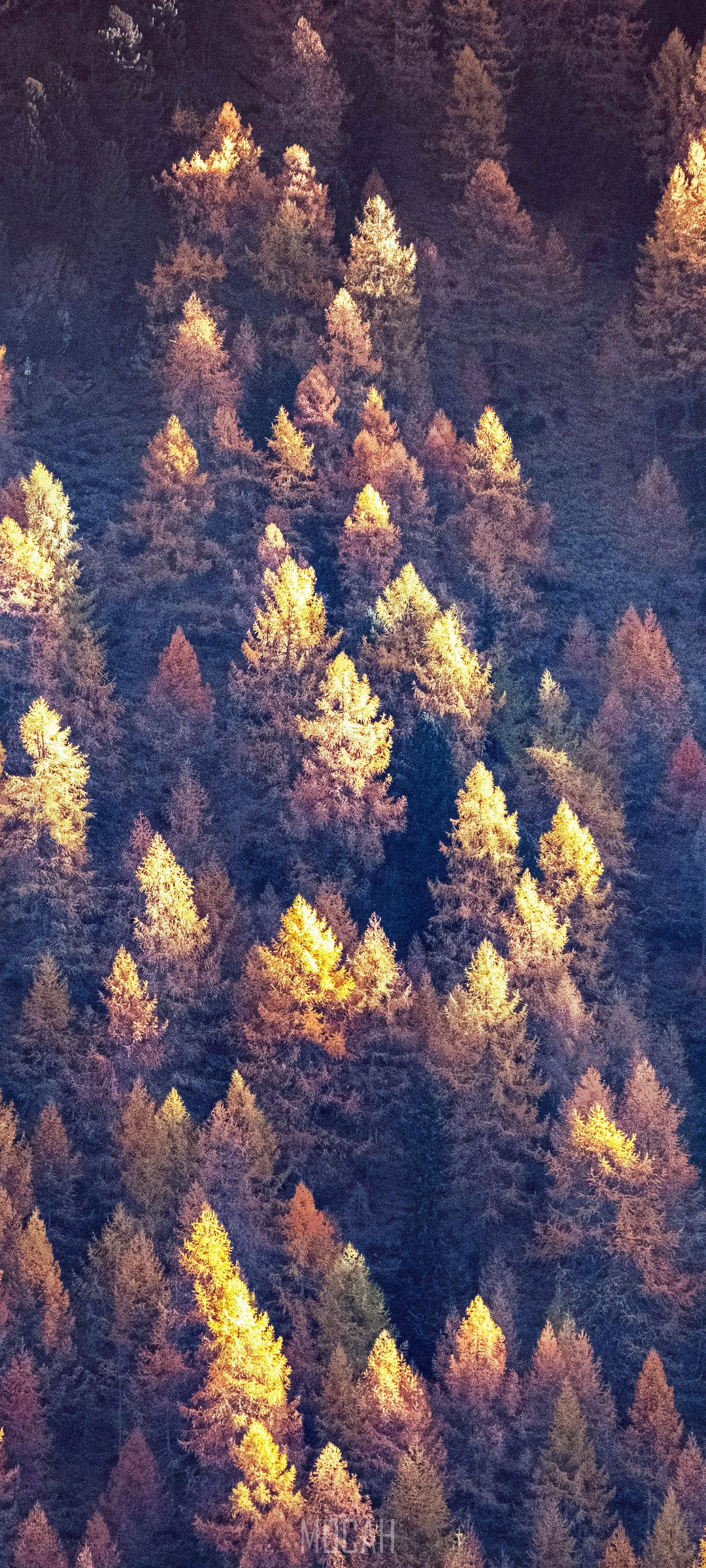 Autumn forest with sunlit trees HD Phone Wallpaper