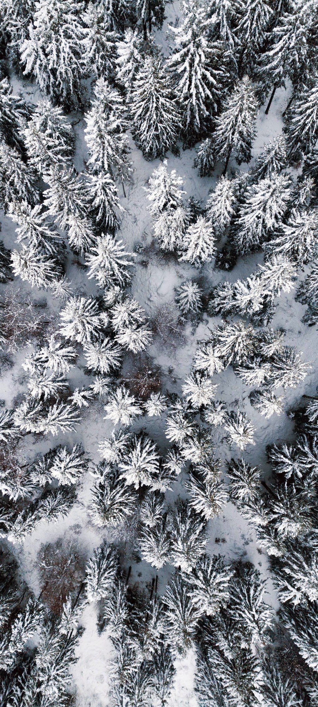 Aerial view of snow-covered pine forest HD Phone Wallpaper