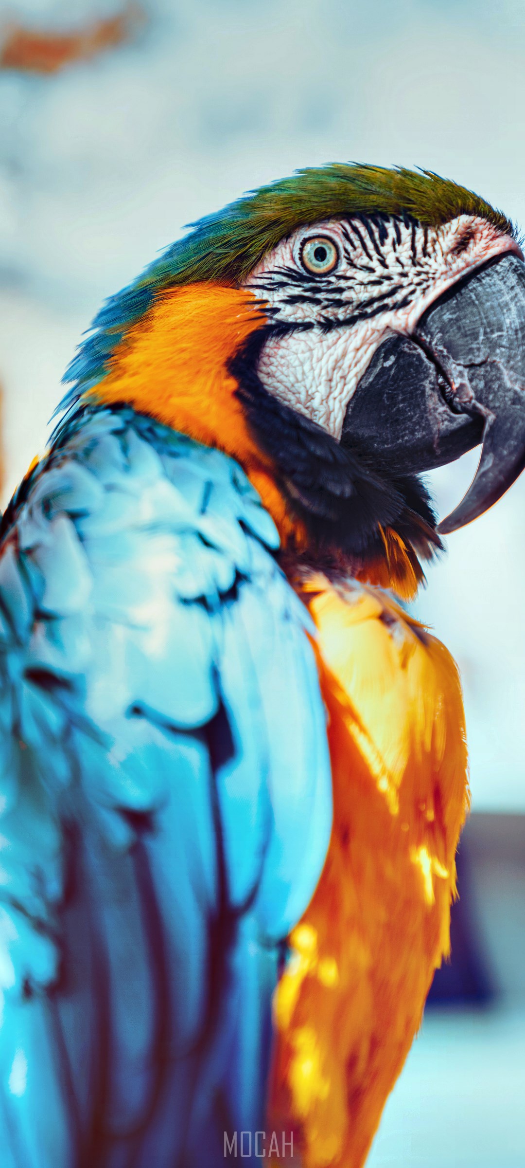 Blue and yellow macaw parrot close-up HD Phone Wallpaper
