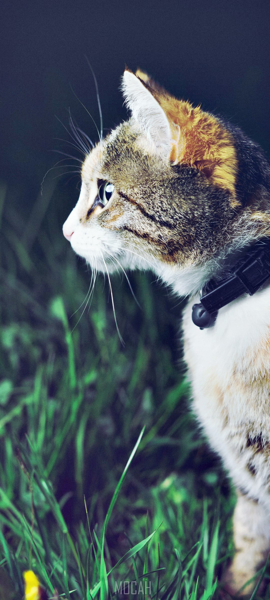 Side view of a cat with a black collar on green grass HD Phone Wallpaper