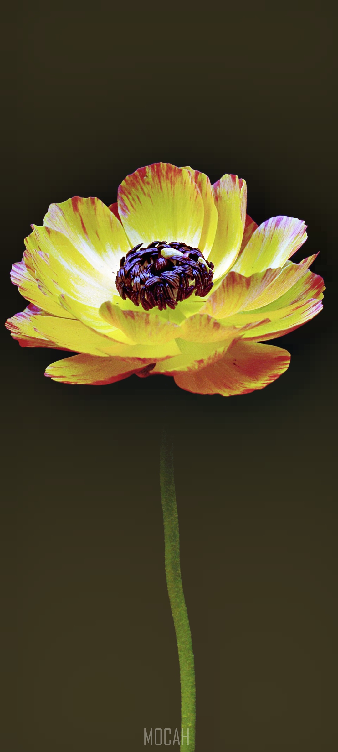 Yellow and orange ranunculus flower with dark center HD Phone Wallpaper