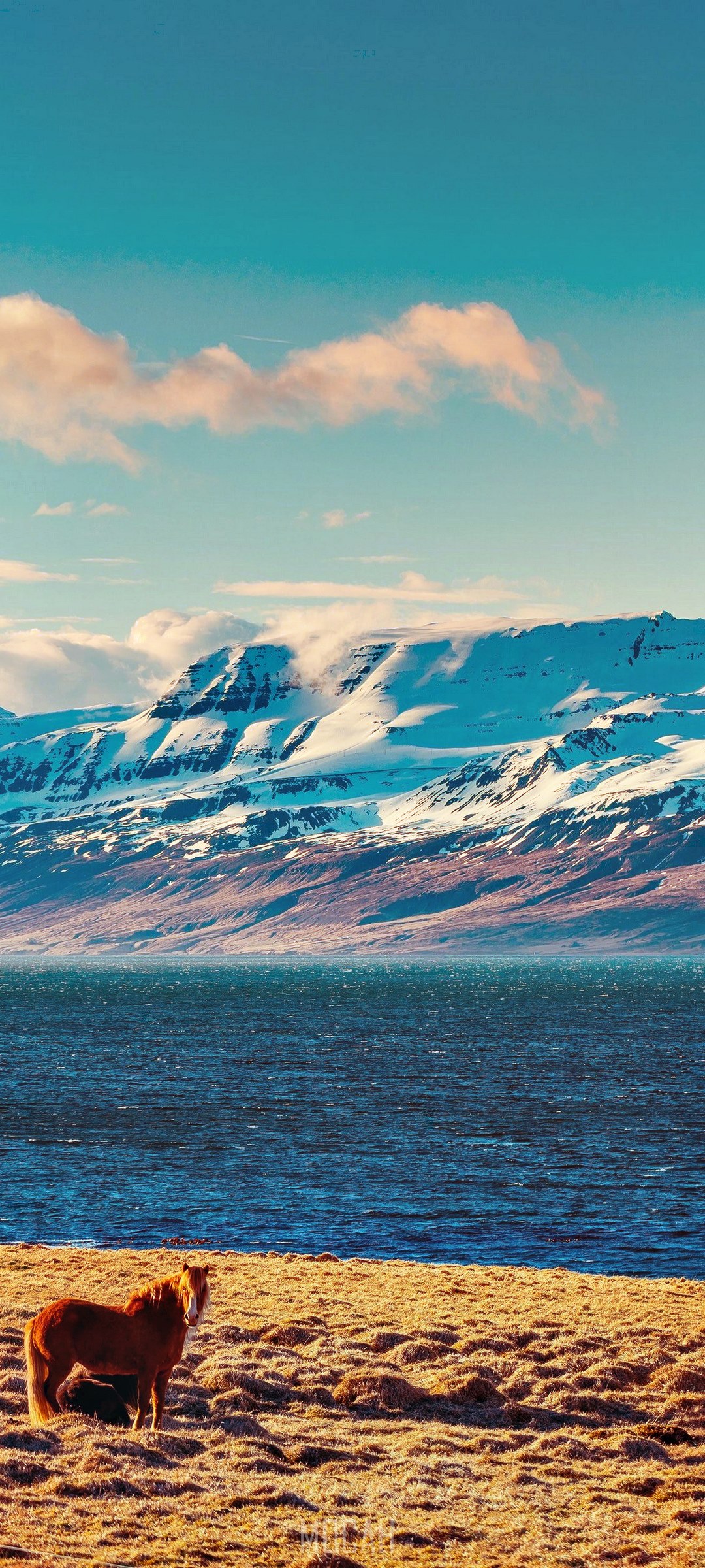 Brown pony on a grassy shore with snow-capped mountains HD Phone Wallpaper