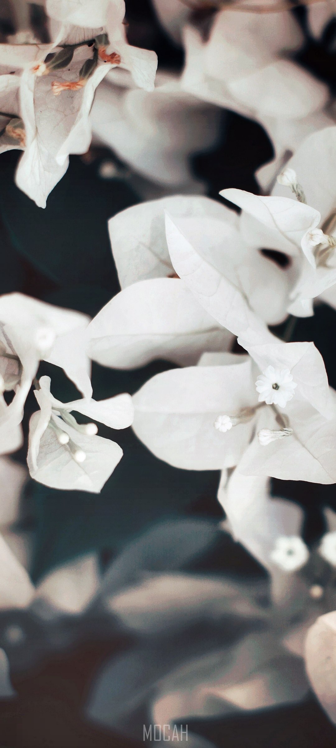 White bougainvillea flowers with dark background HD Phone Wallpaper