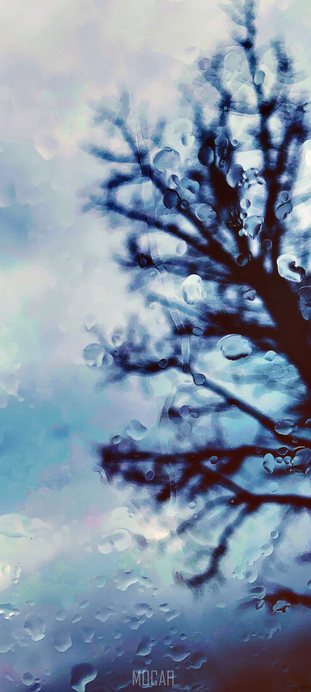 Tree branches with water droplets on a blue sky HD Phone Wallpaper