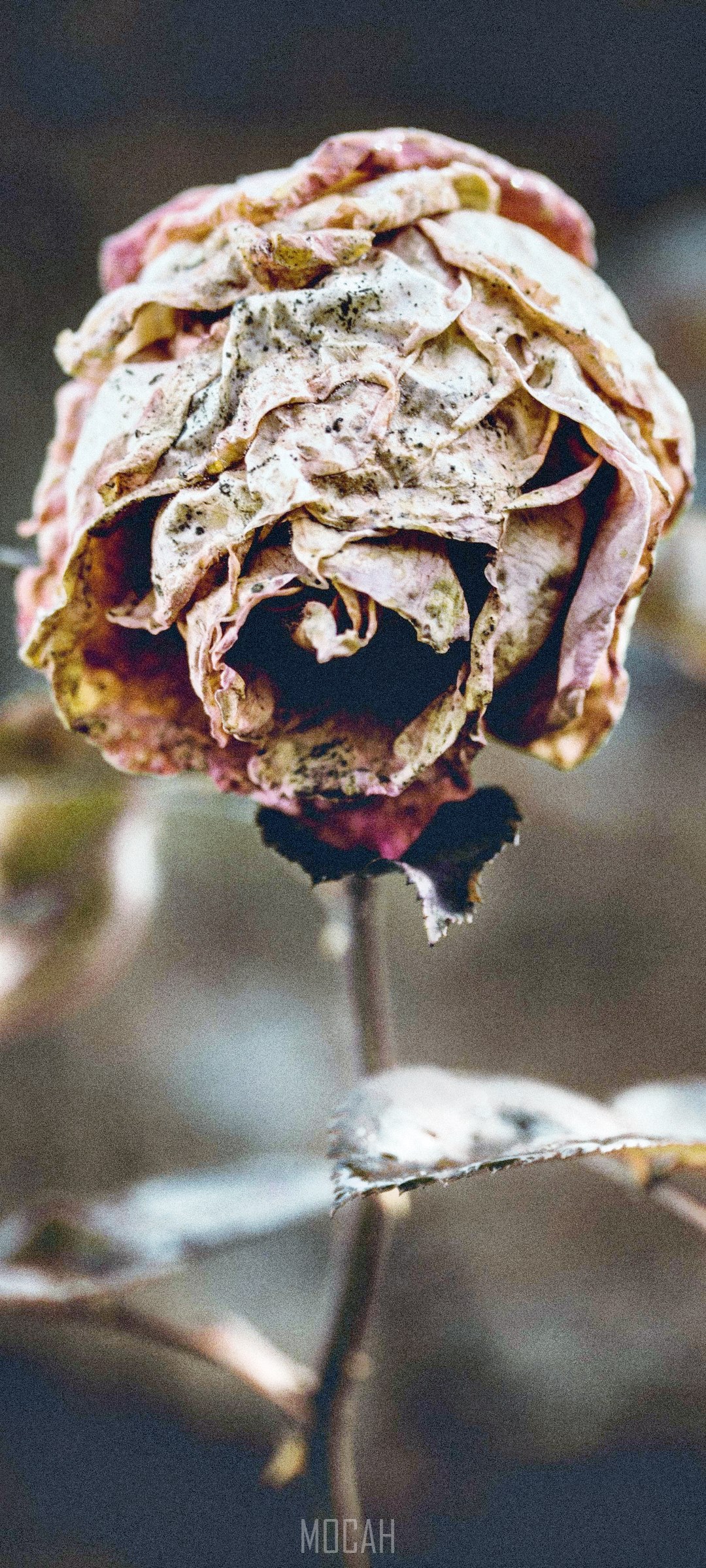 Dried pink rose with dark background HD Phone Wallpaper