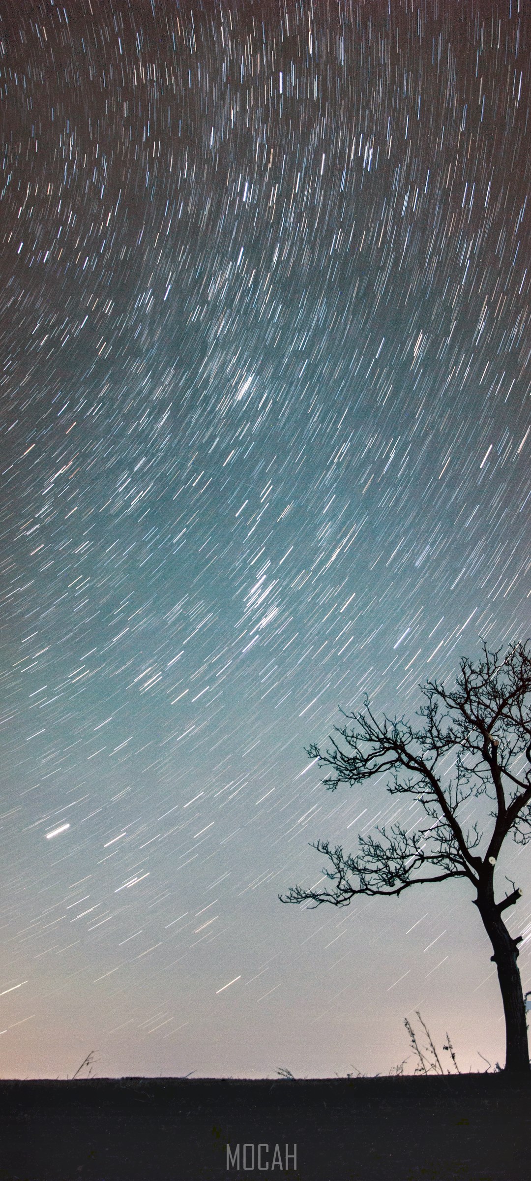Star trails over a lone tree HD Phone Wallpaper