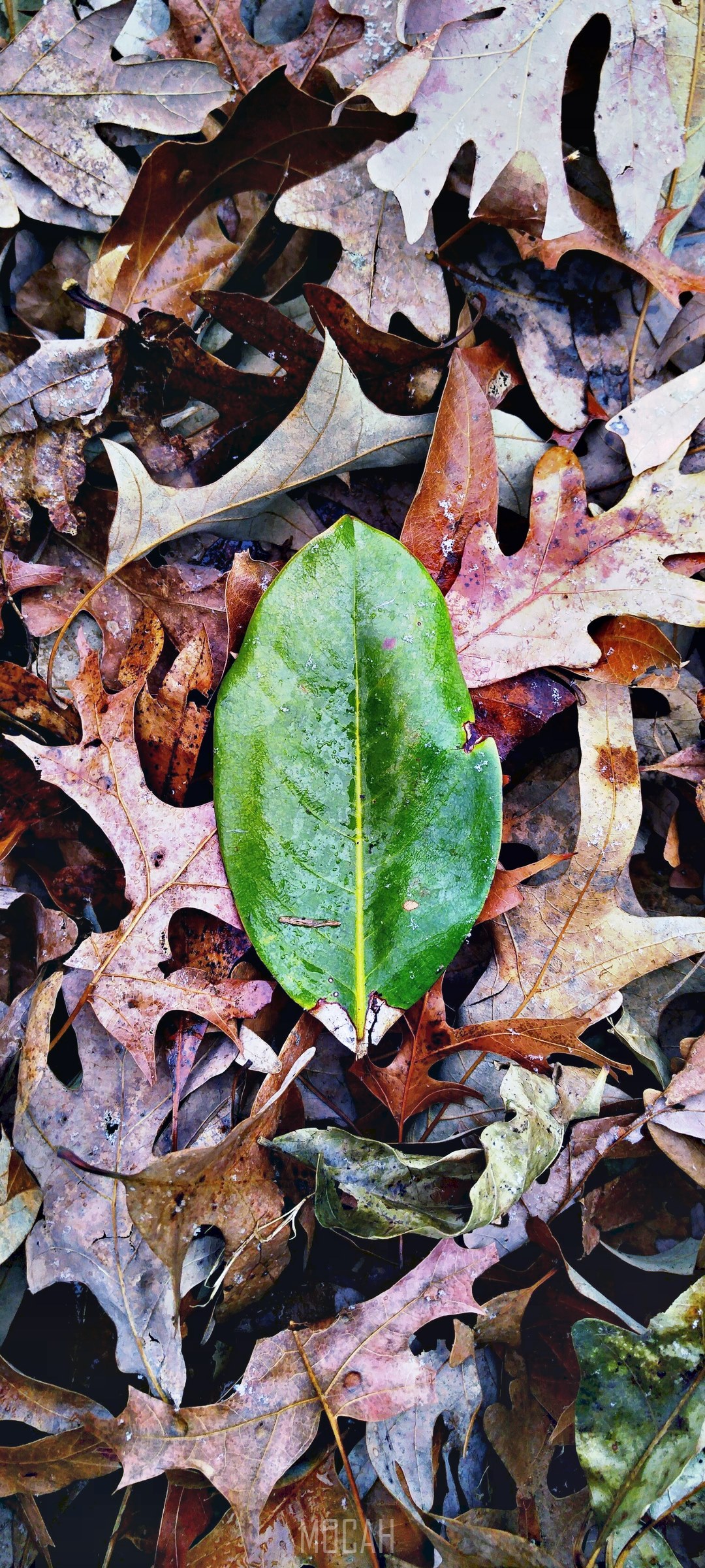 Green leaf on fallen autumn leaves HD Phone Wallpaper