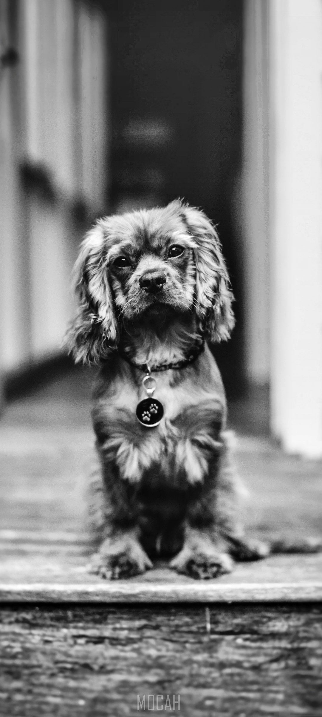 Frankie Lou dog with paw print tag HD Phone Wallpaper