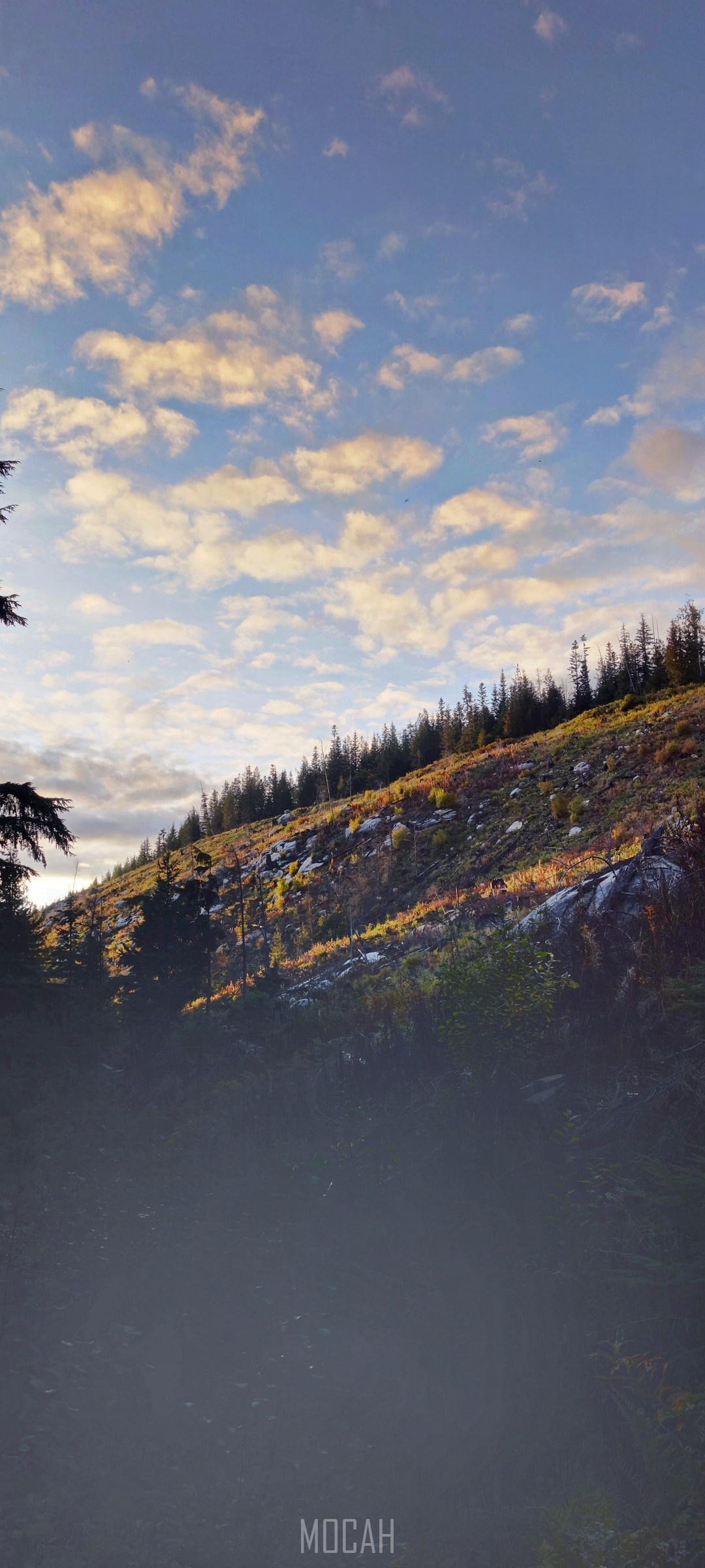 Mountain slope with trees and clouds HD Phone Wallpaper