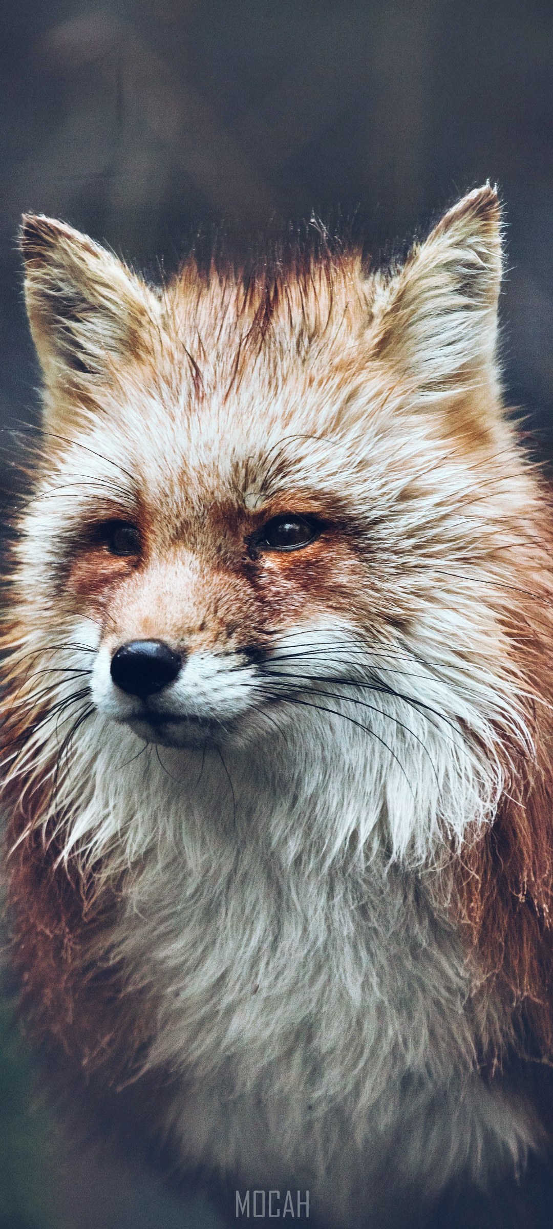 Close-up of a red fox HD Phone Wallpaper