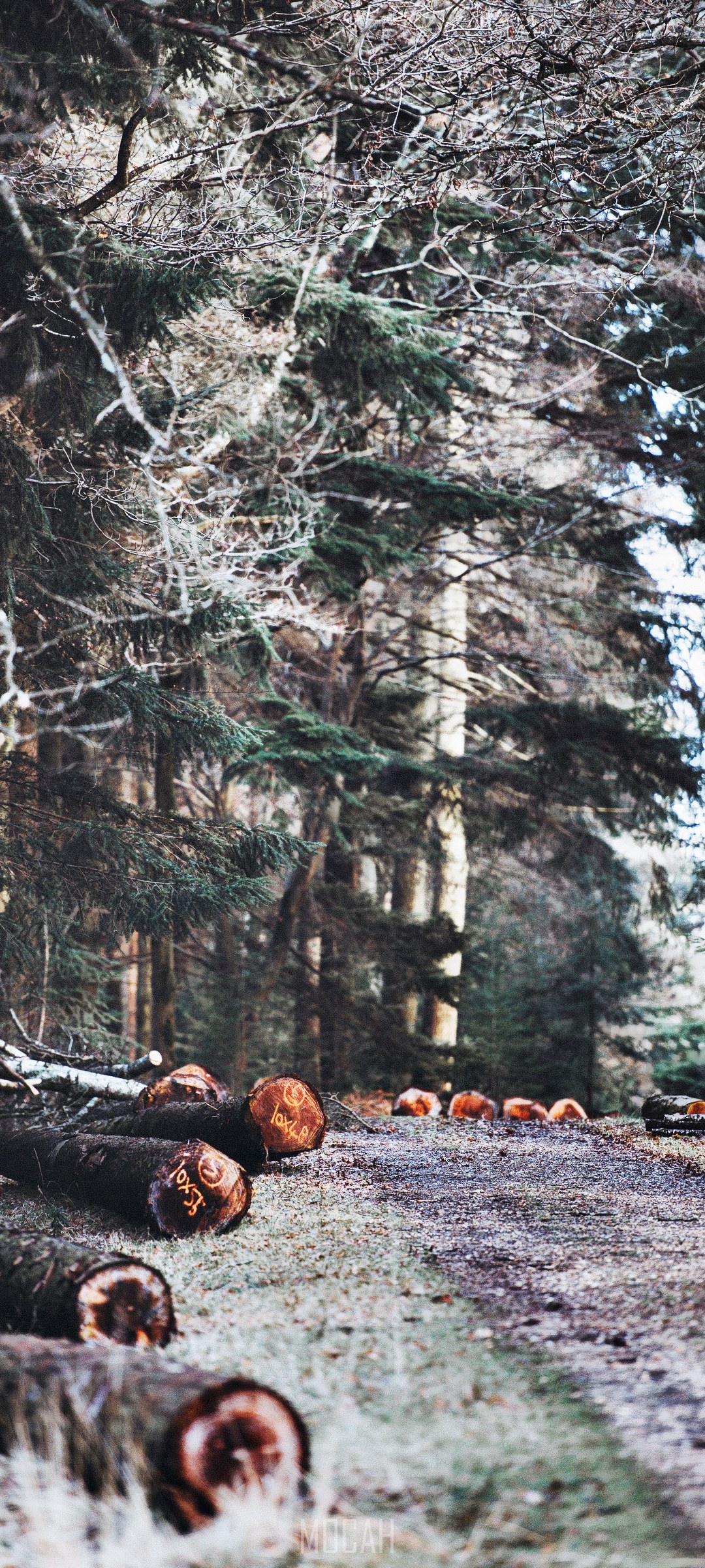 Cut timber in a forest HD Phone Wallpaper
