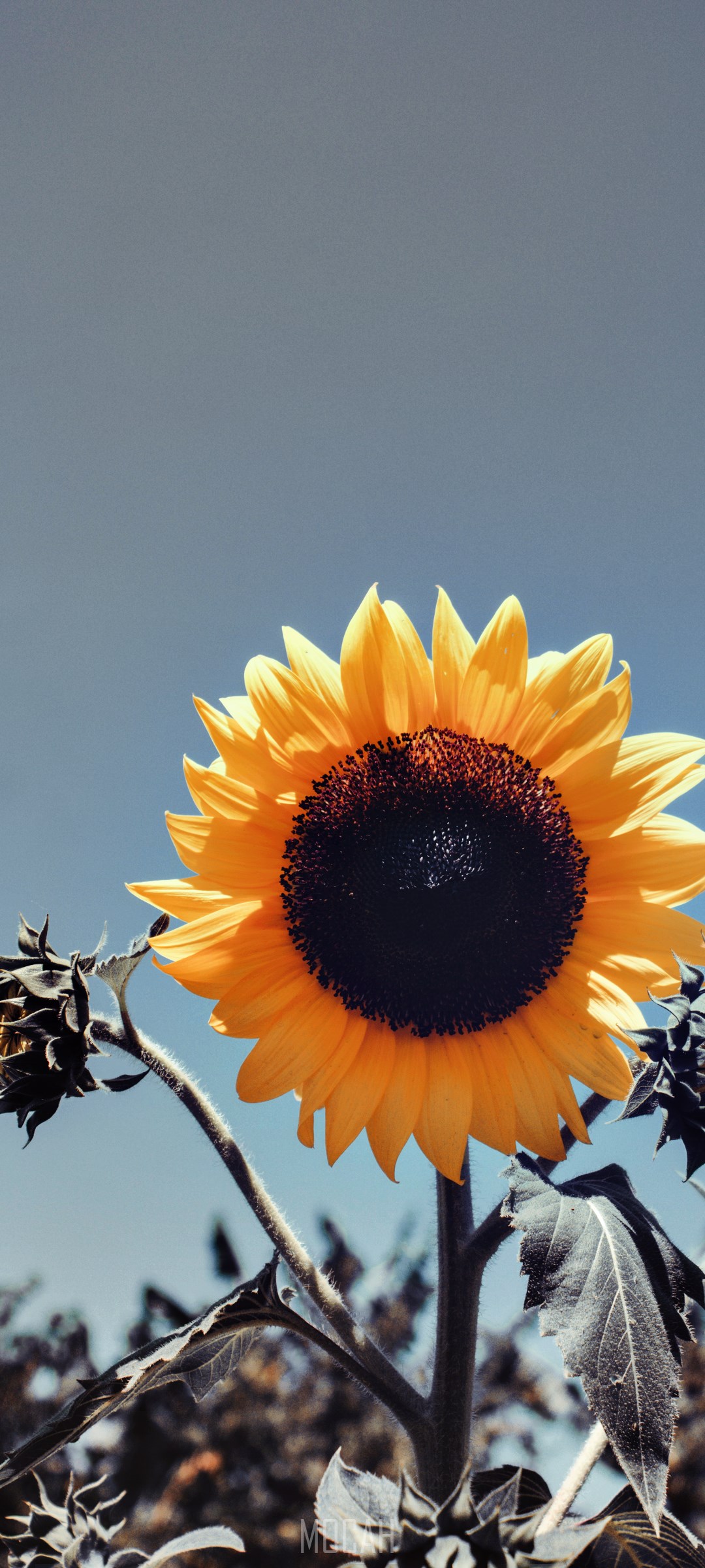 Sunflower against a blue sky HD Phone Wallpaper