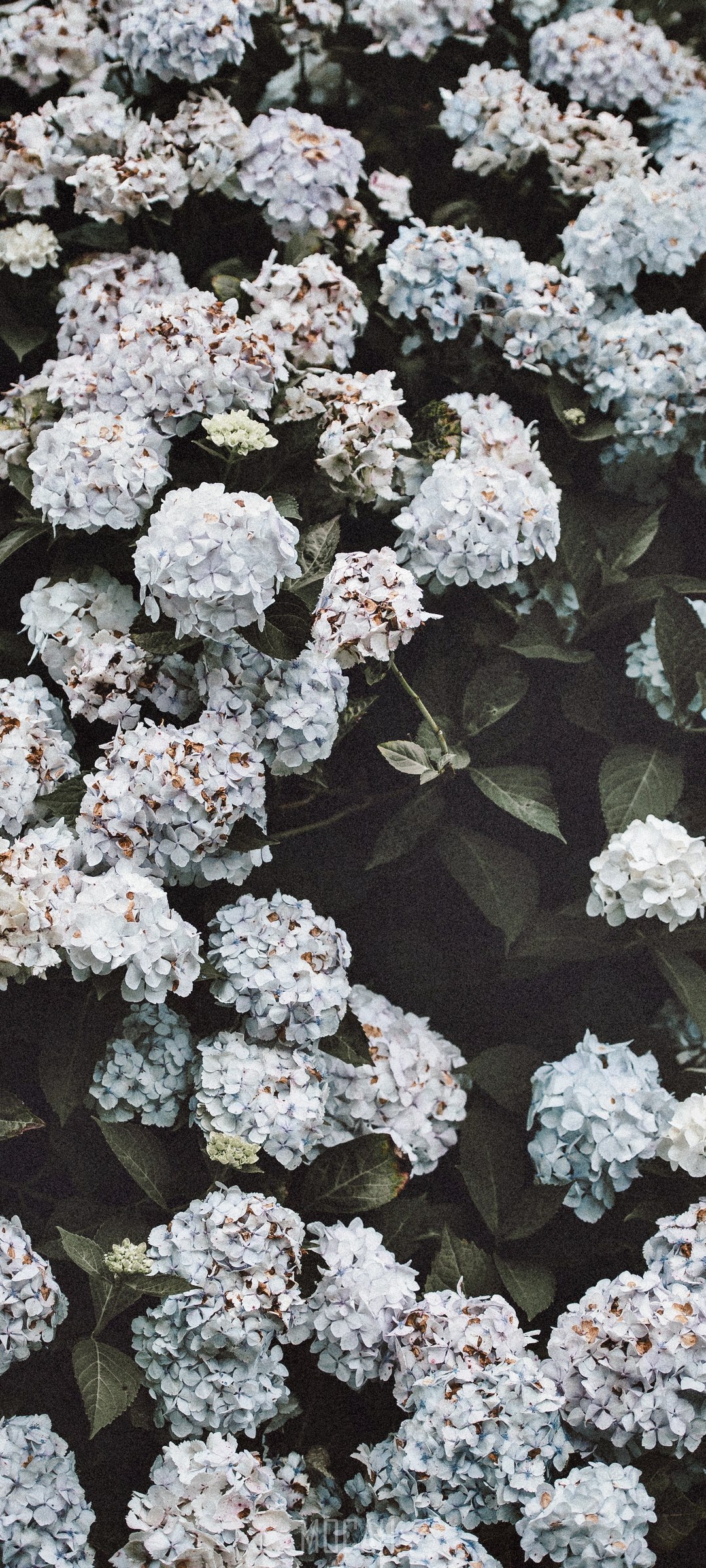 White and blue hydrangeas with dark green leaves HD Phone Wallpaper