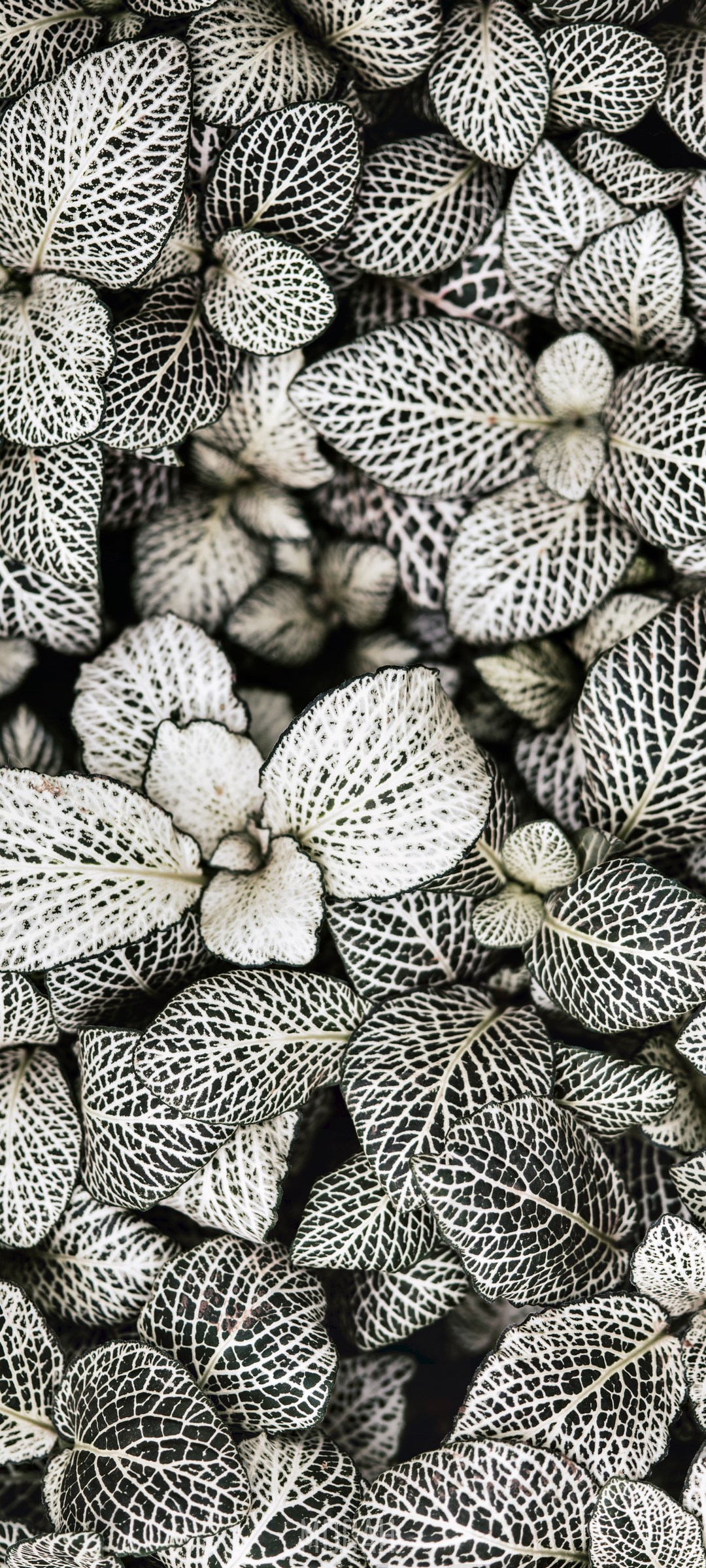 Monochrome Fittonia Plant Leaves Pattern HD Phone Wallpaper