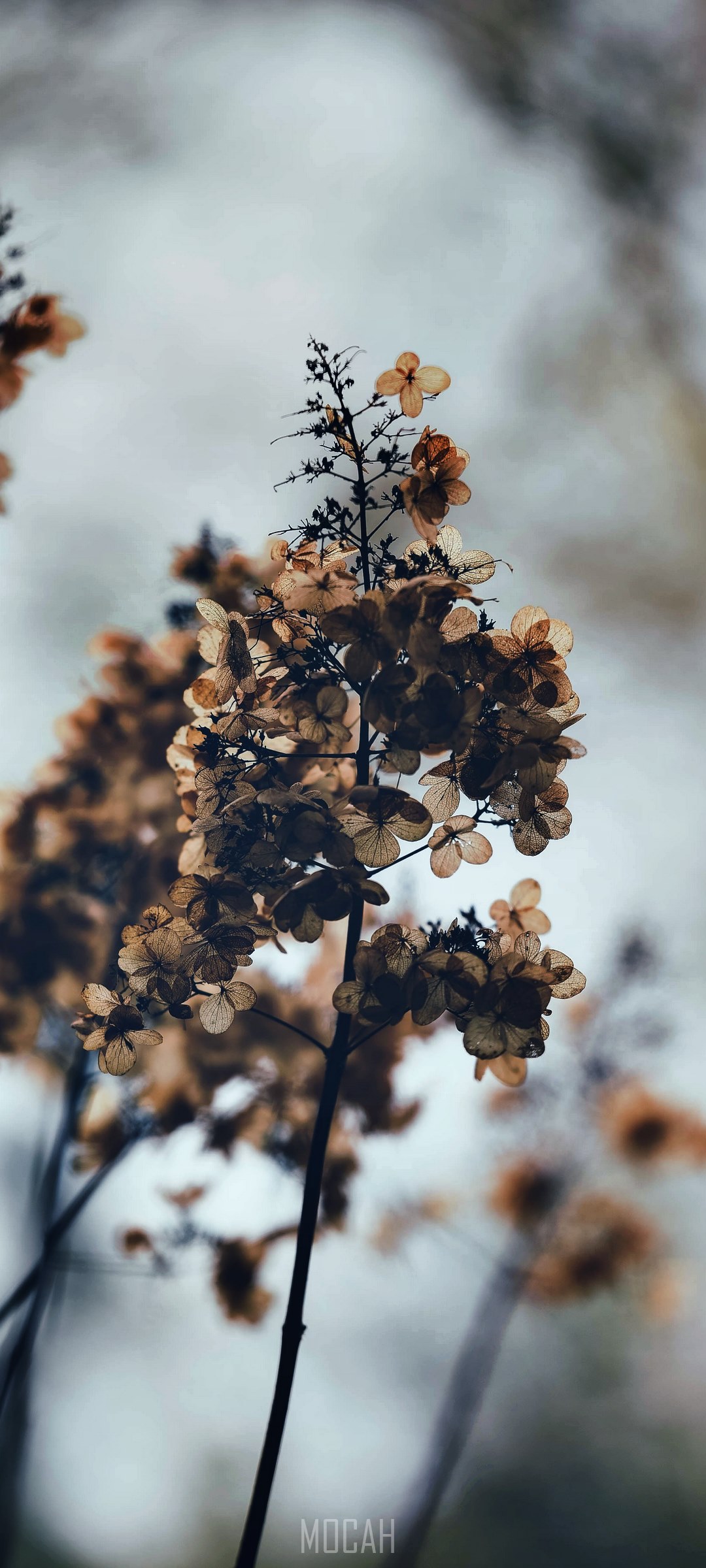 Dried Hydrangea Flowers on Branches HD Phone Wallpaper