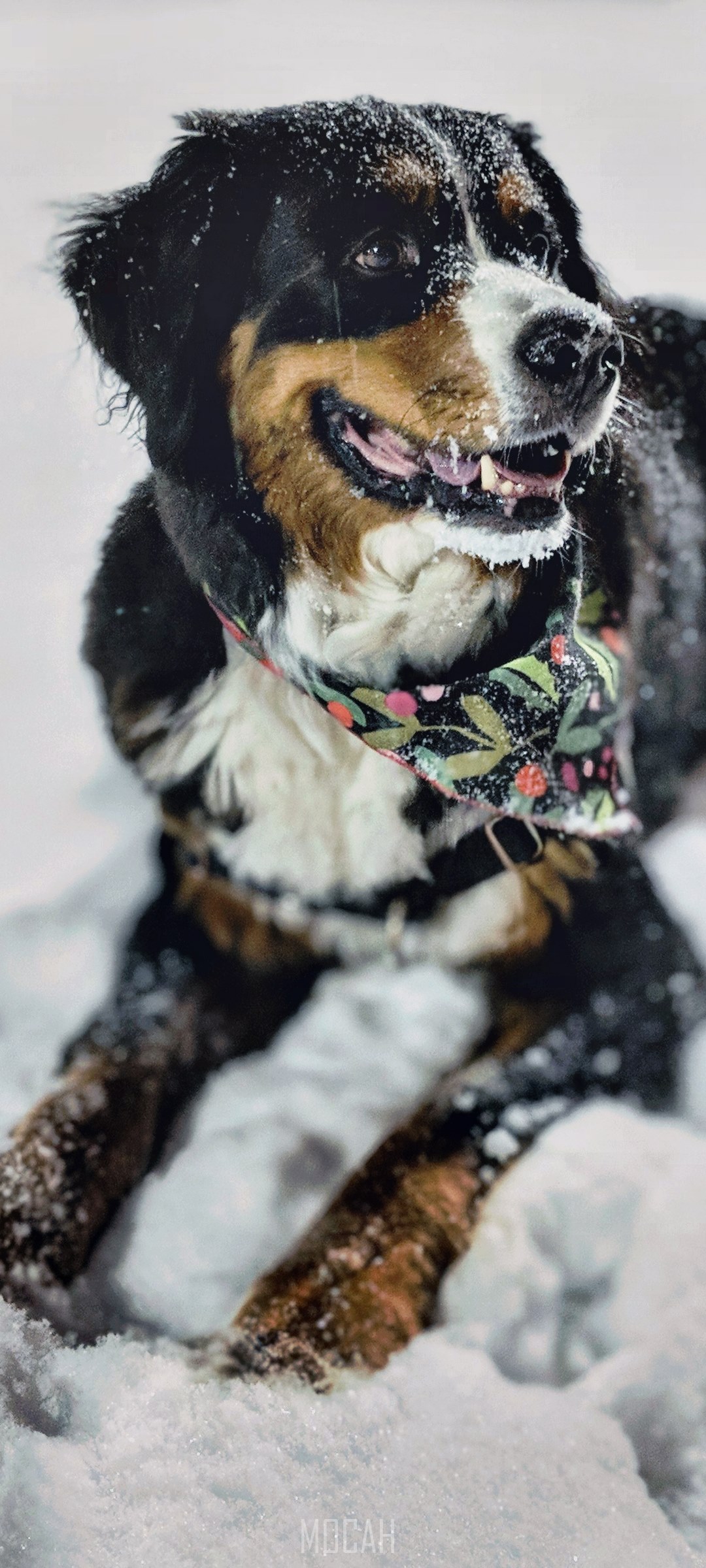Bernese Mountain Dog in Snow HD Phone Wallpaper