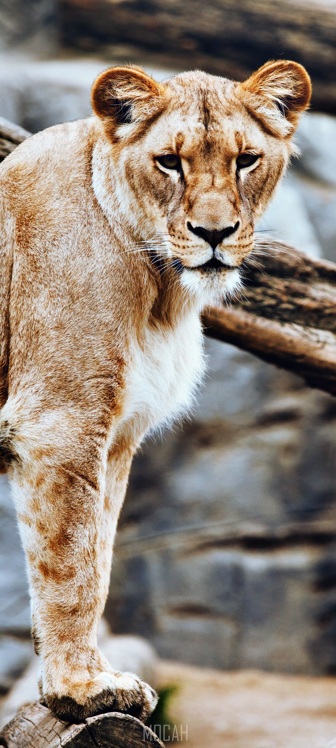 Lioness standing on a log HD Phone Wallpaper