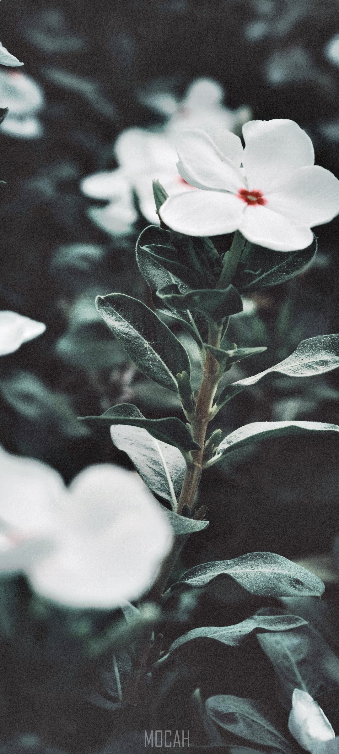 White flowers and green leaves HD Phone Wallpaper