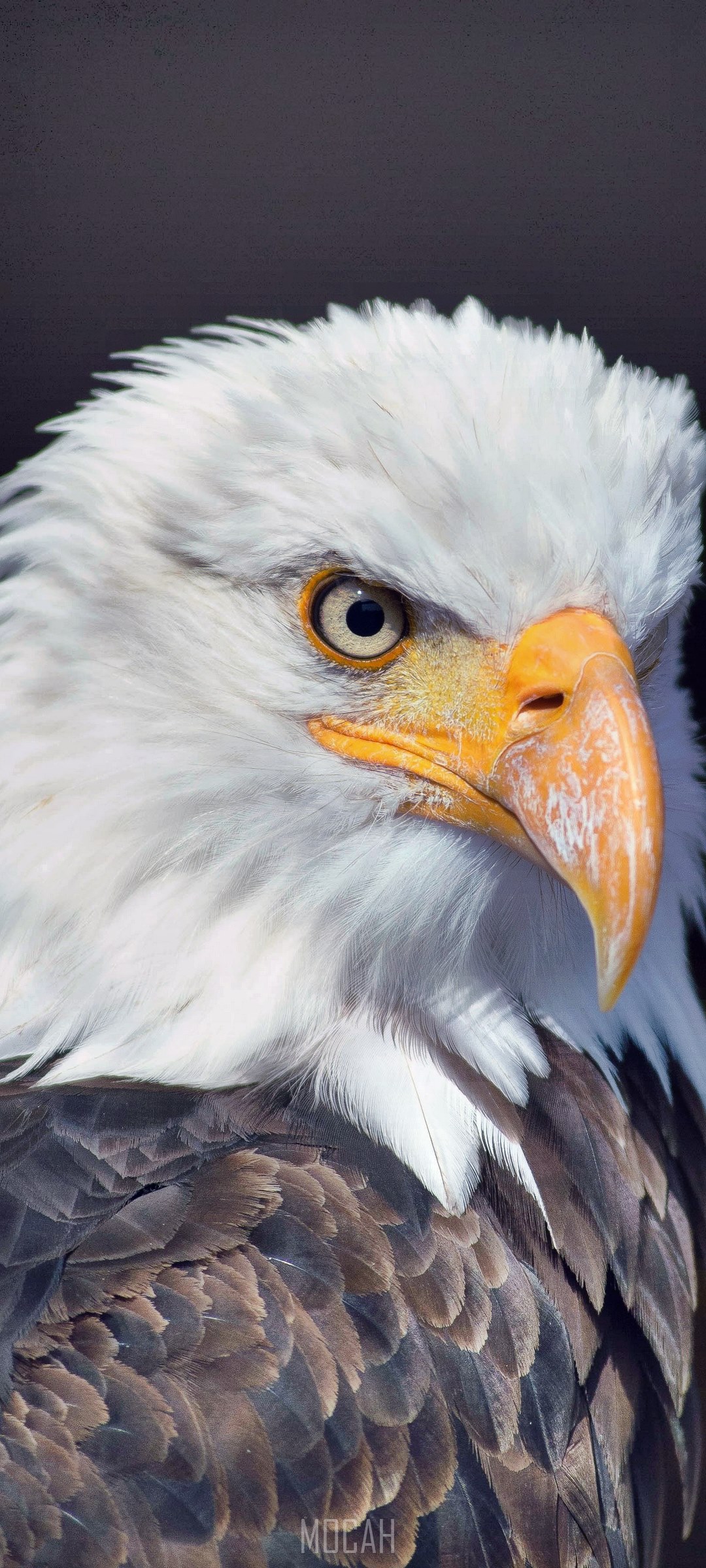 Close-up of a Bald Eagle's head HD Phone Wallpaper