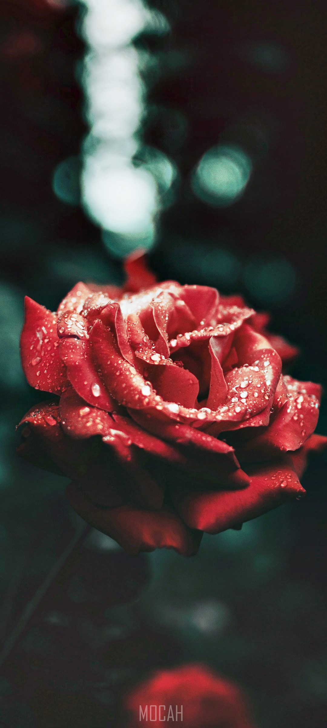 Red Rose with Water Droplets HD Phone Wallpaper