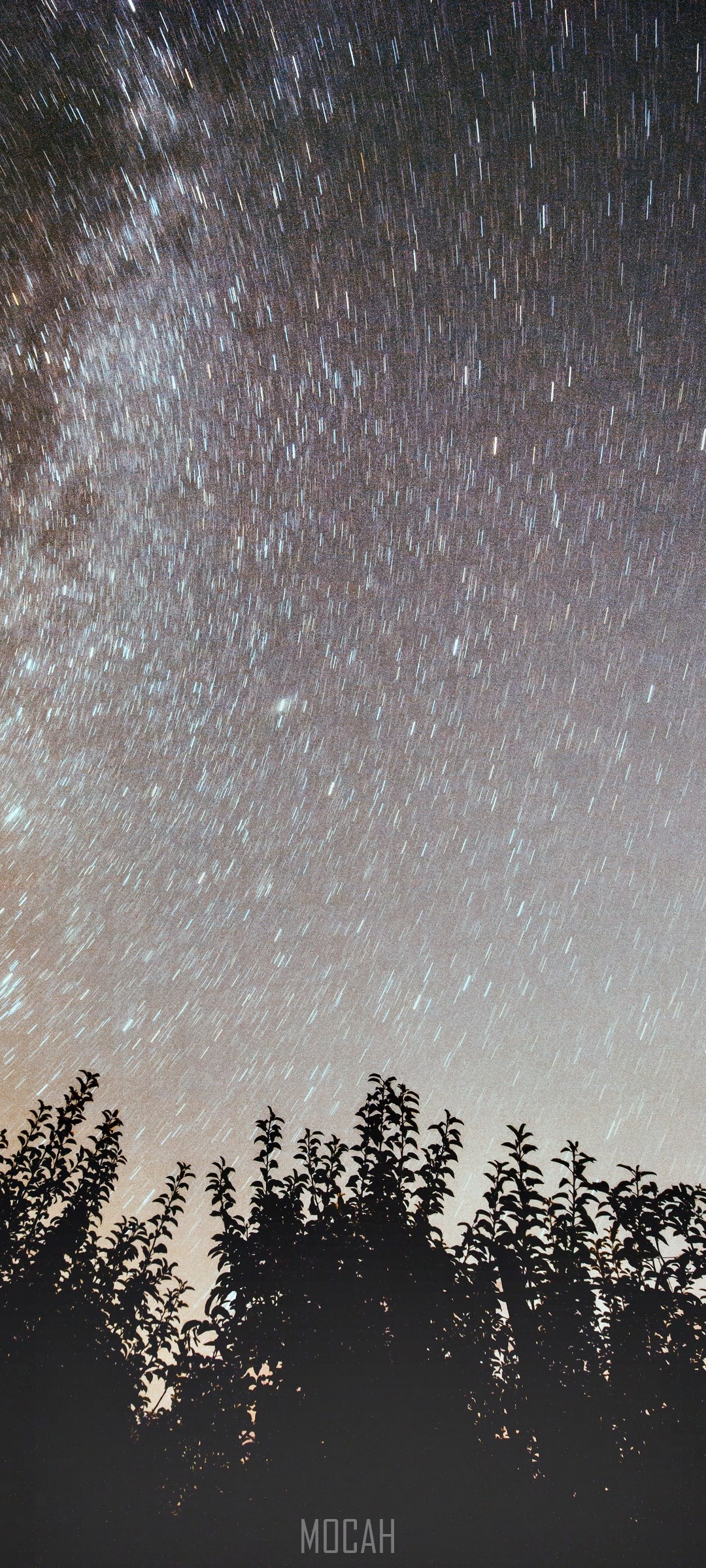 Star trails over silhouetted trees HD Phone Wallpaper