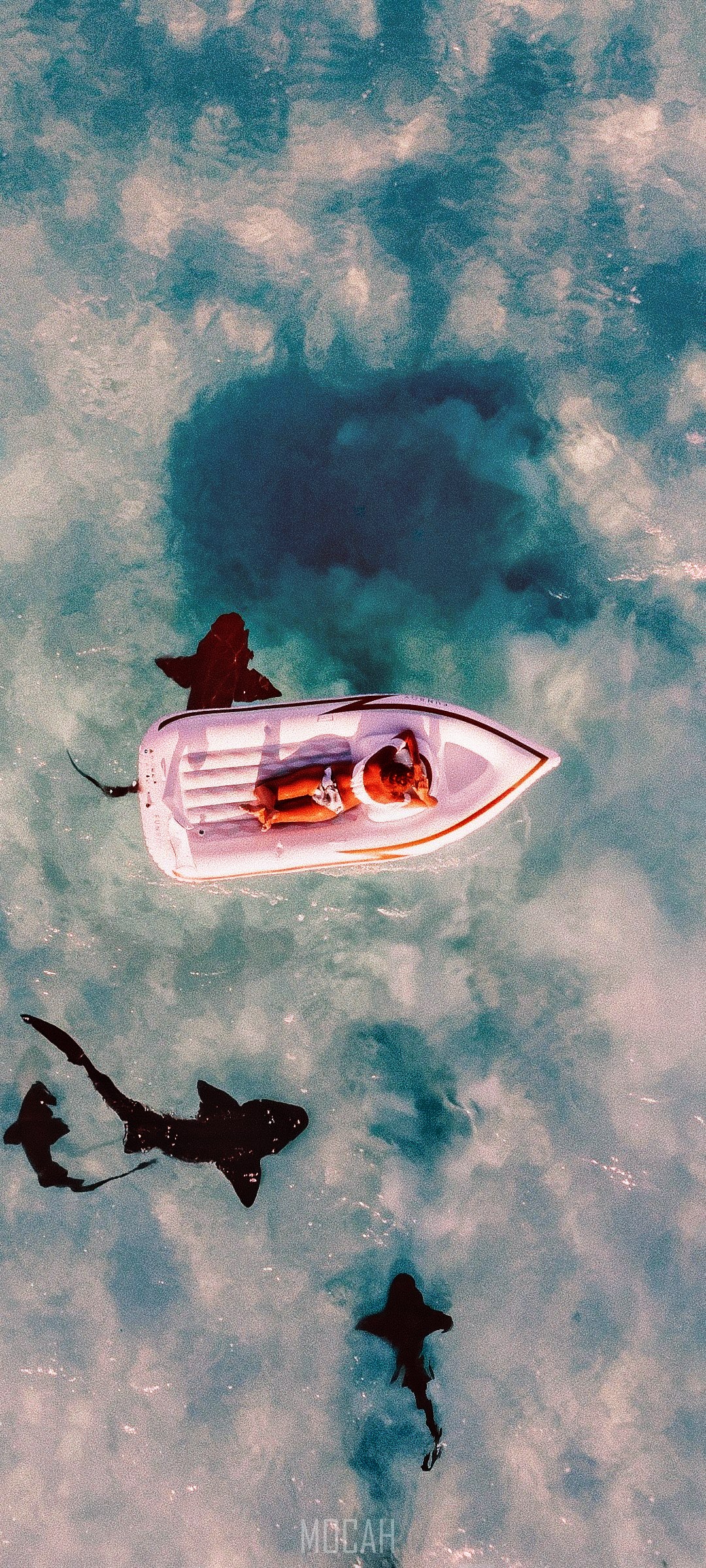 Person in boat surrounded by sharks HD Phone Wallpaper