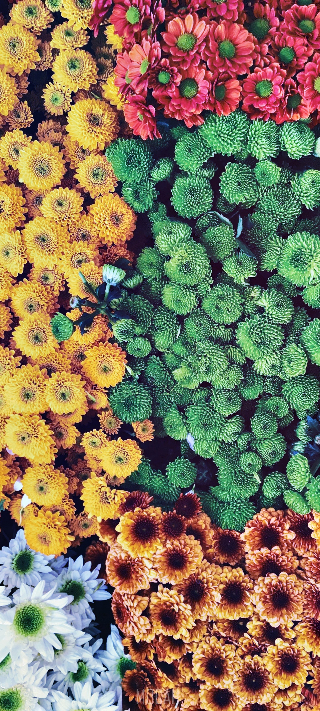 Assortment of Colorful Chrysanthemums HD Phone Wallpaper