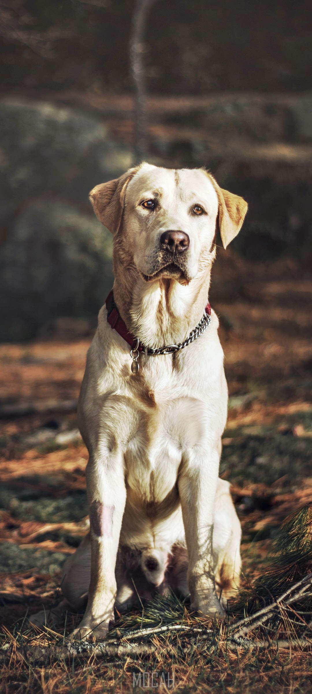 Yellow Labrador Retriever dog sitting outdoors HD Phone Wallpaper