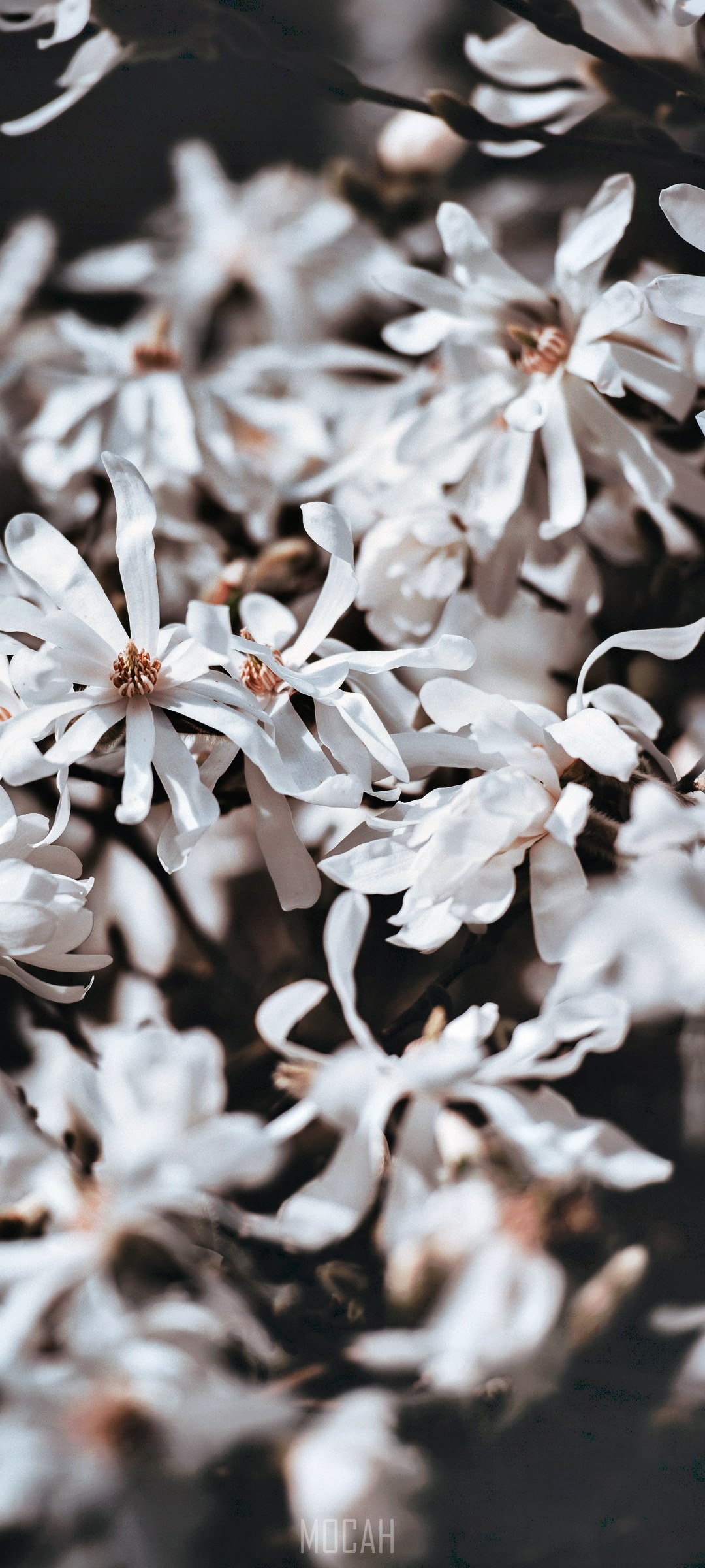 White star magnolia flowers close-up HD Phone Wallpaper