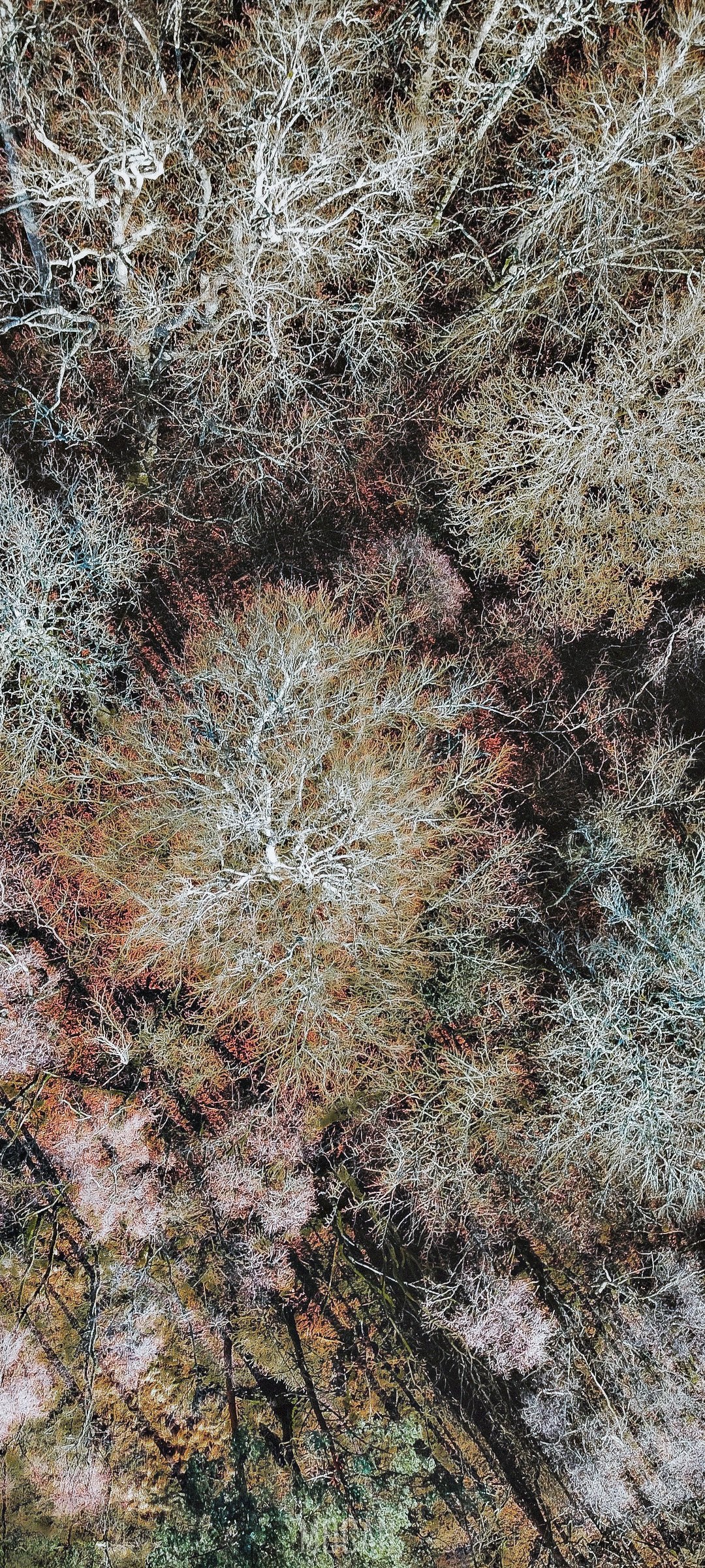 Aerial view of a forest with bare trees HD Phone Wallpaper