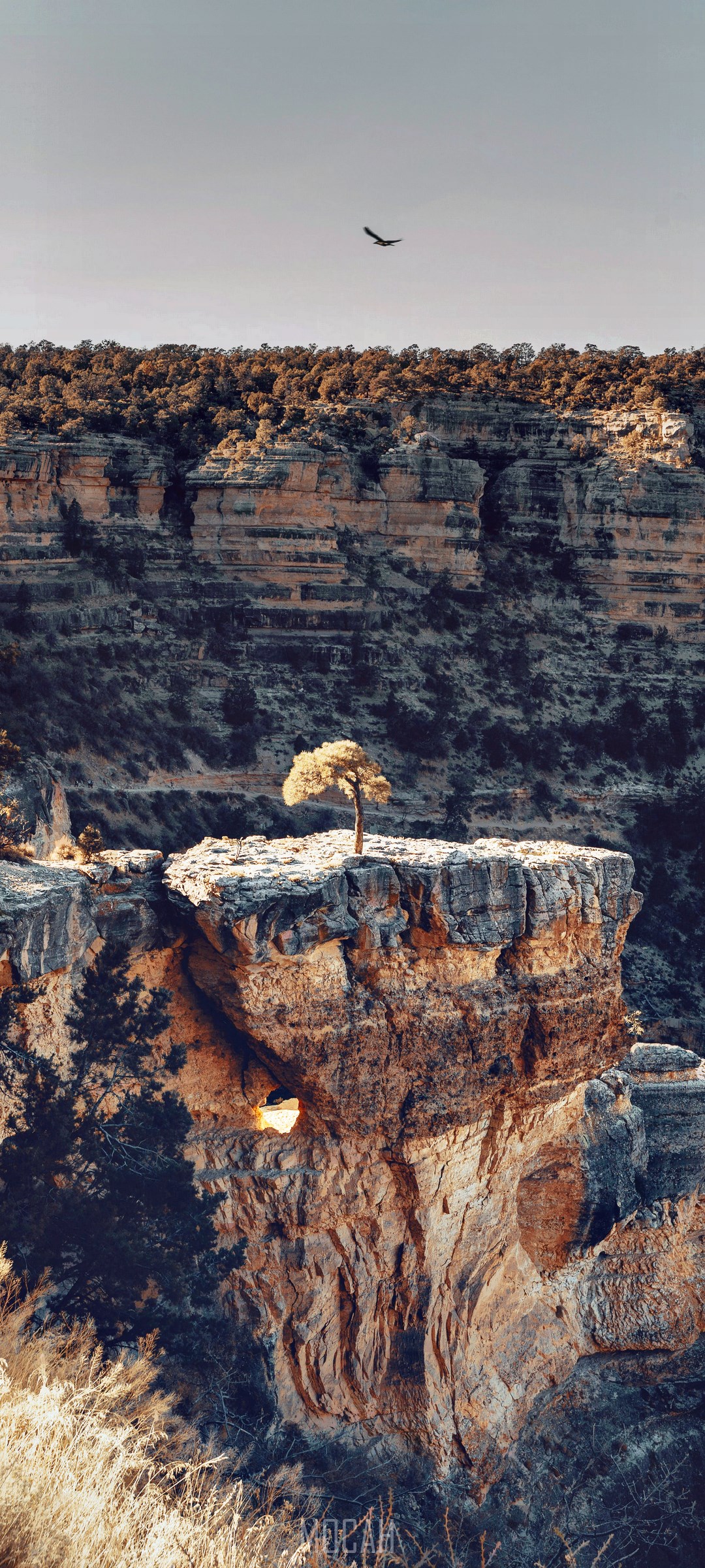Lone tree on a cliff in a canyon with a bird flying HD Phone Wallpaper