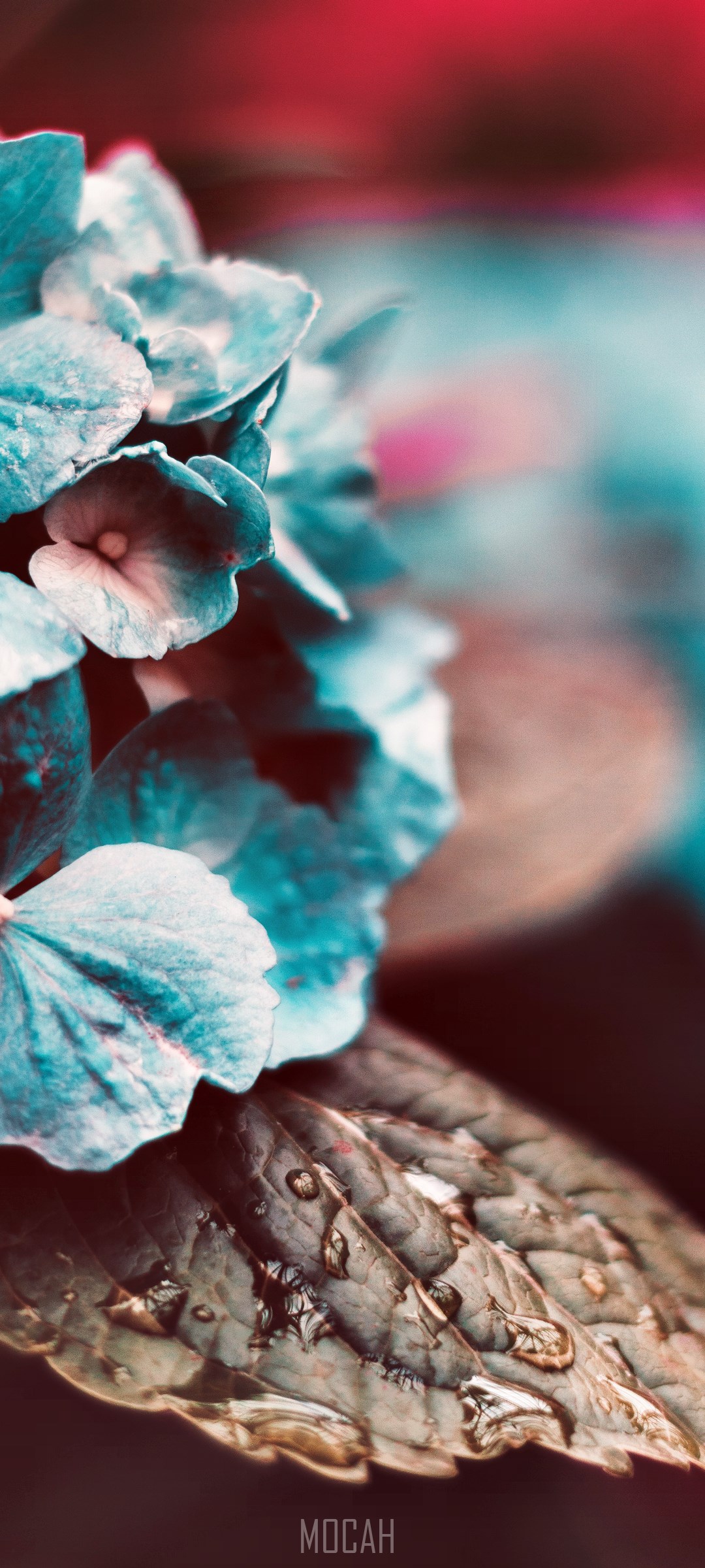 Blue Hydrangea Flower with Water Droplets on Leaf HD Phone Wallpaper