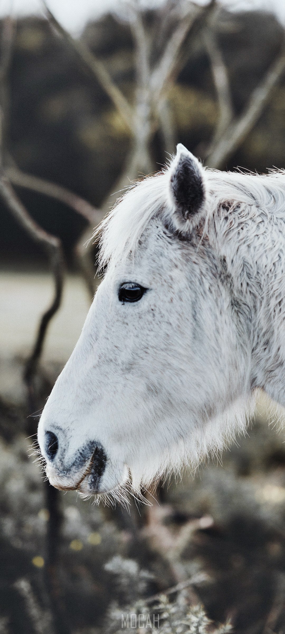 New Forest Pony close-up portrait HD Phone Wallpaper