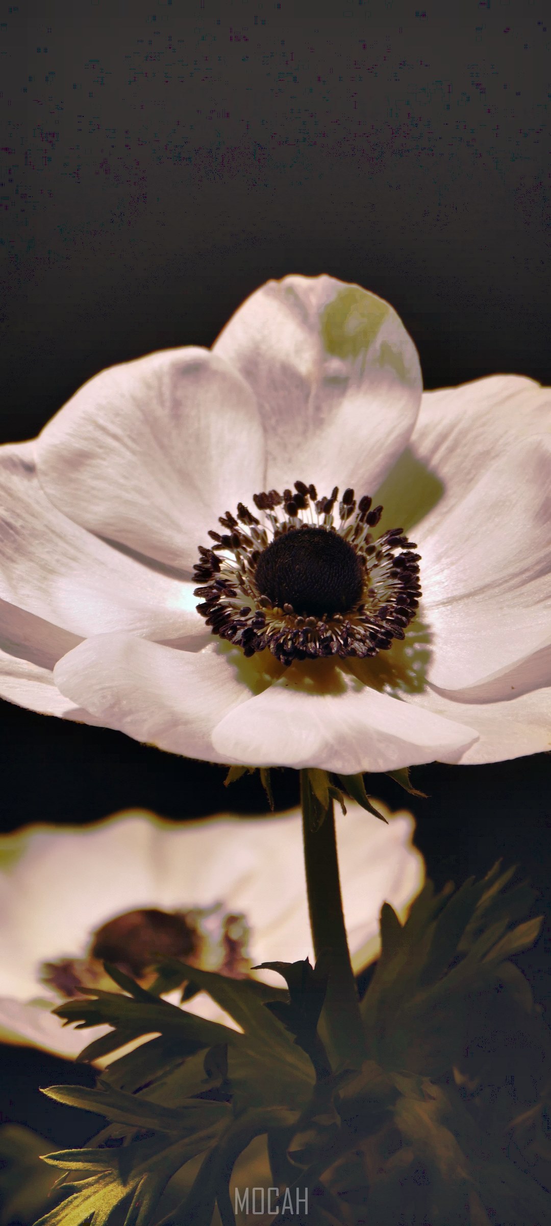 Close-up of a white anemone flower HD Phone Wallpaper