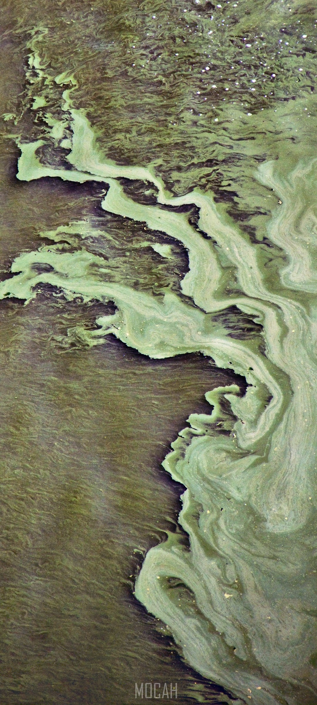 Algae bloom in water HD Phone Wallpaper