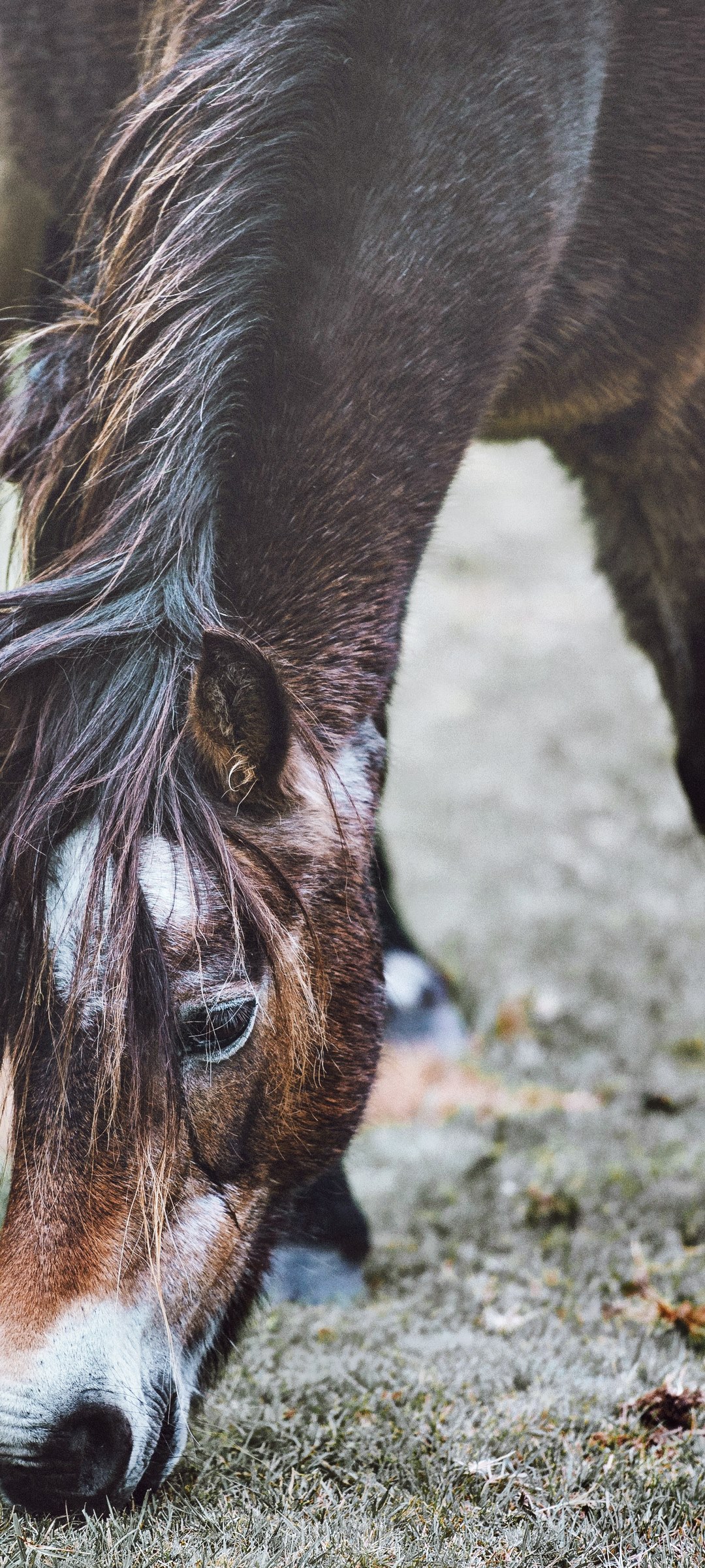 Close-up of a dark brown horse grazing HD Phone Wallpaper