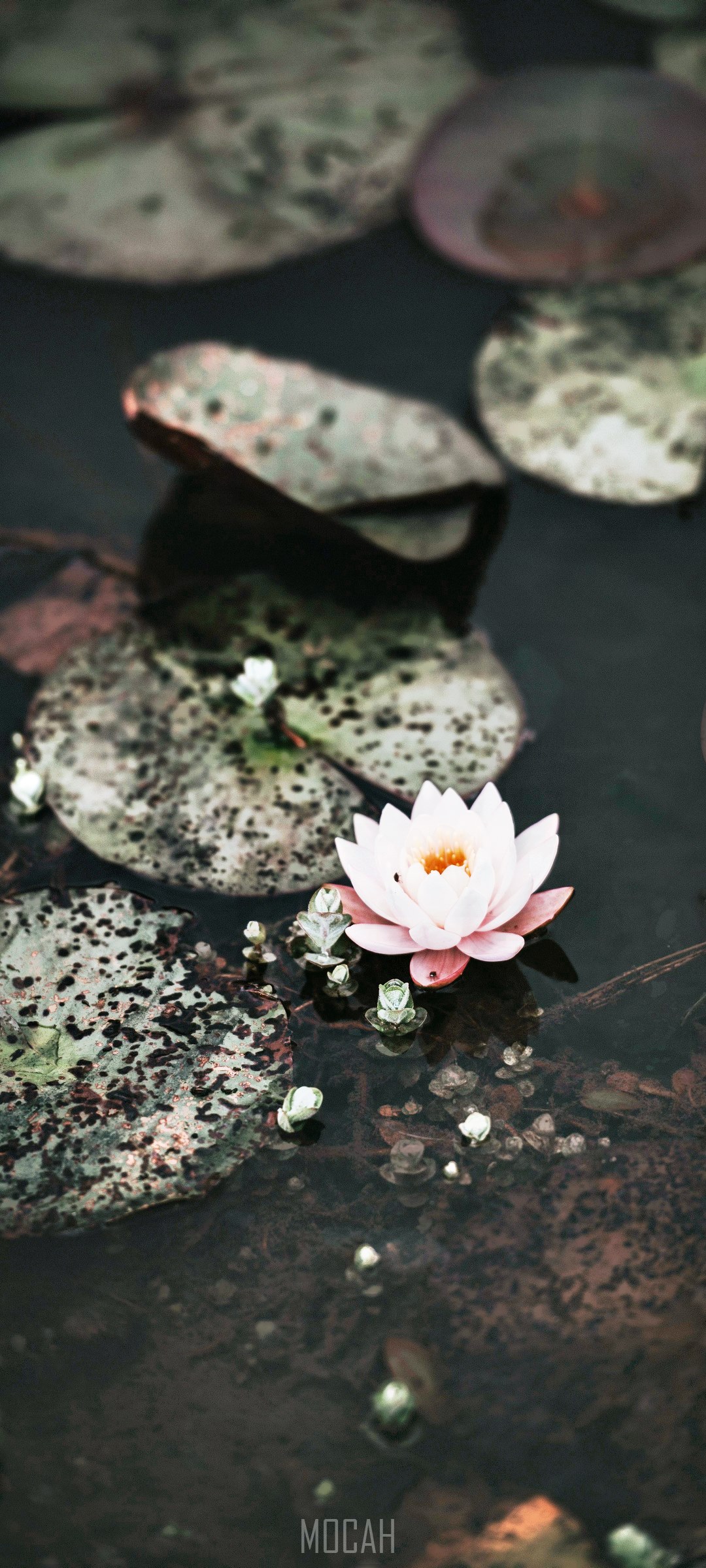 Pink water lily on lily pads HD Phone Wallpaper