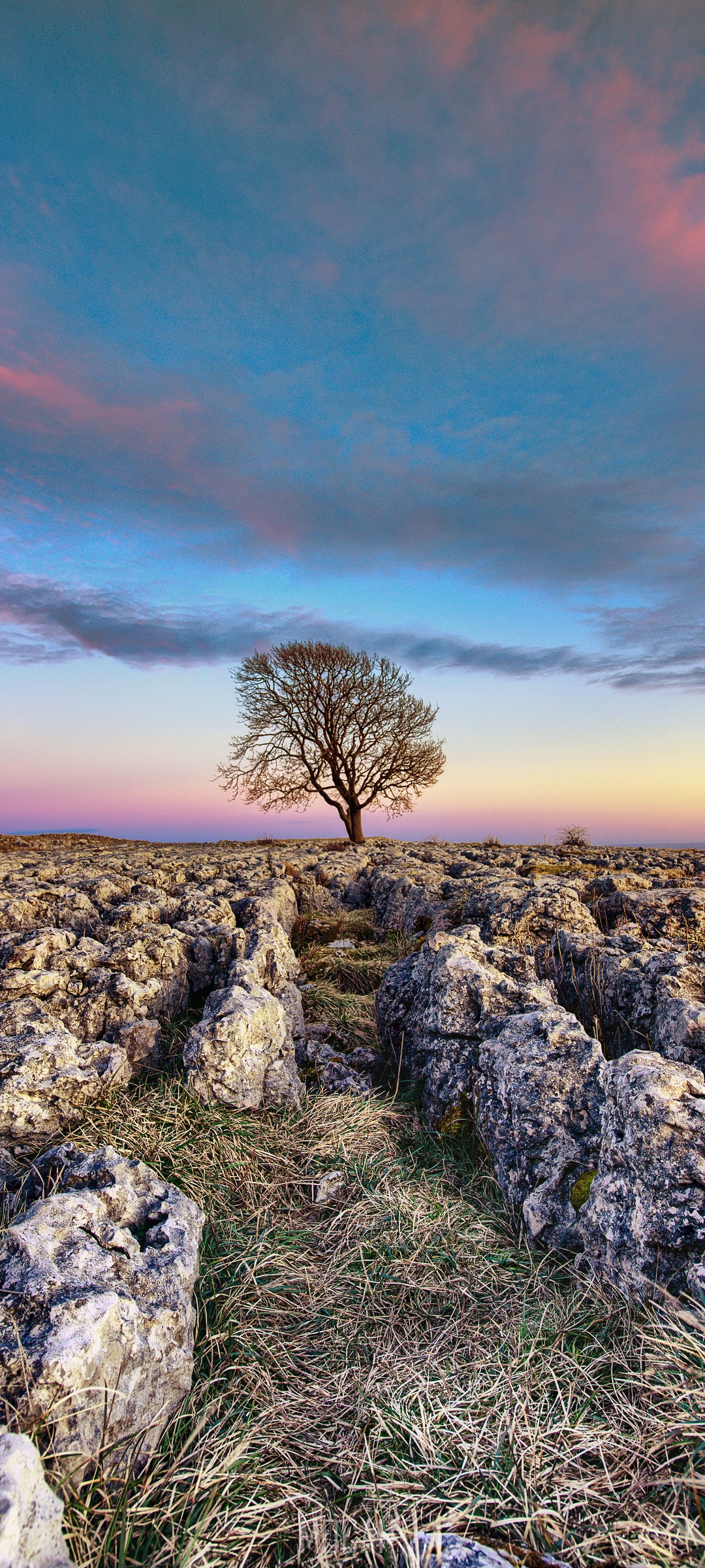 Lone tree on rocky landscape at sunset HD Phone Wallpaper