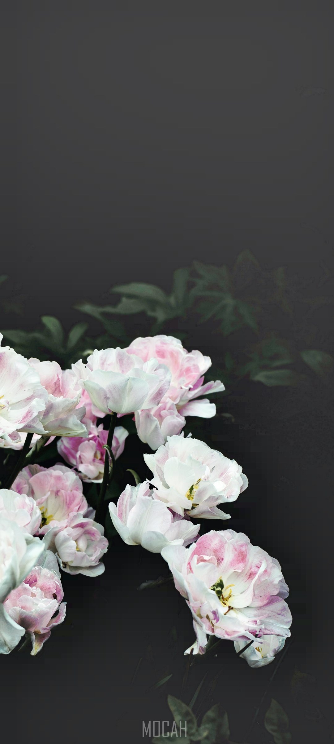 Pink and white tulips against a dark background HD Phone Wallpaper